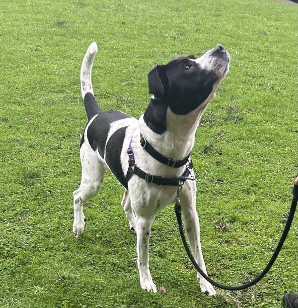 Enlarge Woody, a Adoptable mixed breed in Vancouver, WA image 2/6