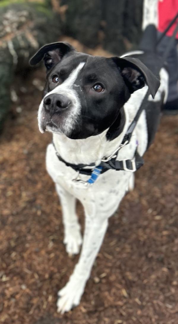 Enlarge Woody, a Adoptable mixed breed in Vancouver, WA image 4/6