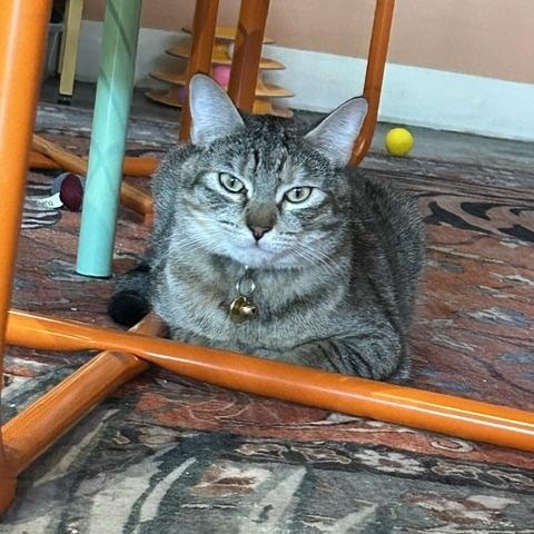 Lennox, a ADOPTABLE Domestic Short Hair in Denver, CO image 1/5
