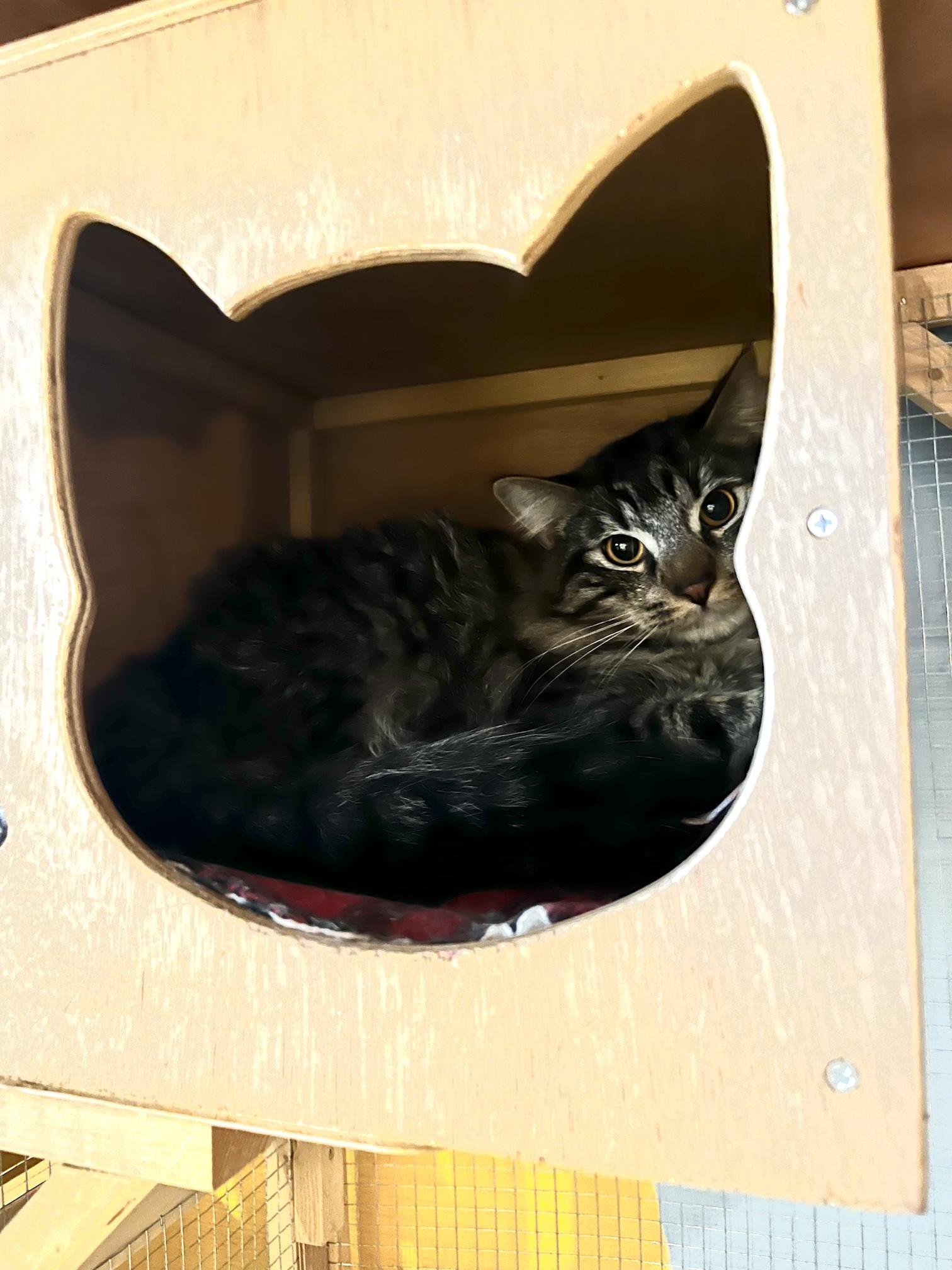 Lennox, a ADOPTABLE Domestic Short Hair in Denver, CO image 3/5