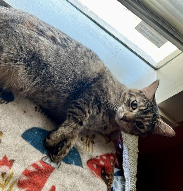 Lennox, a ADOPTABLE Domestic Short Hair in Denver, CO image 5/5