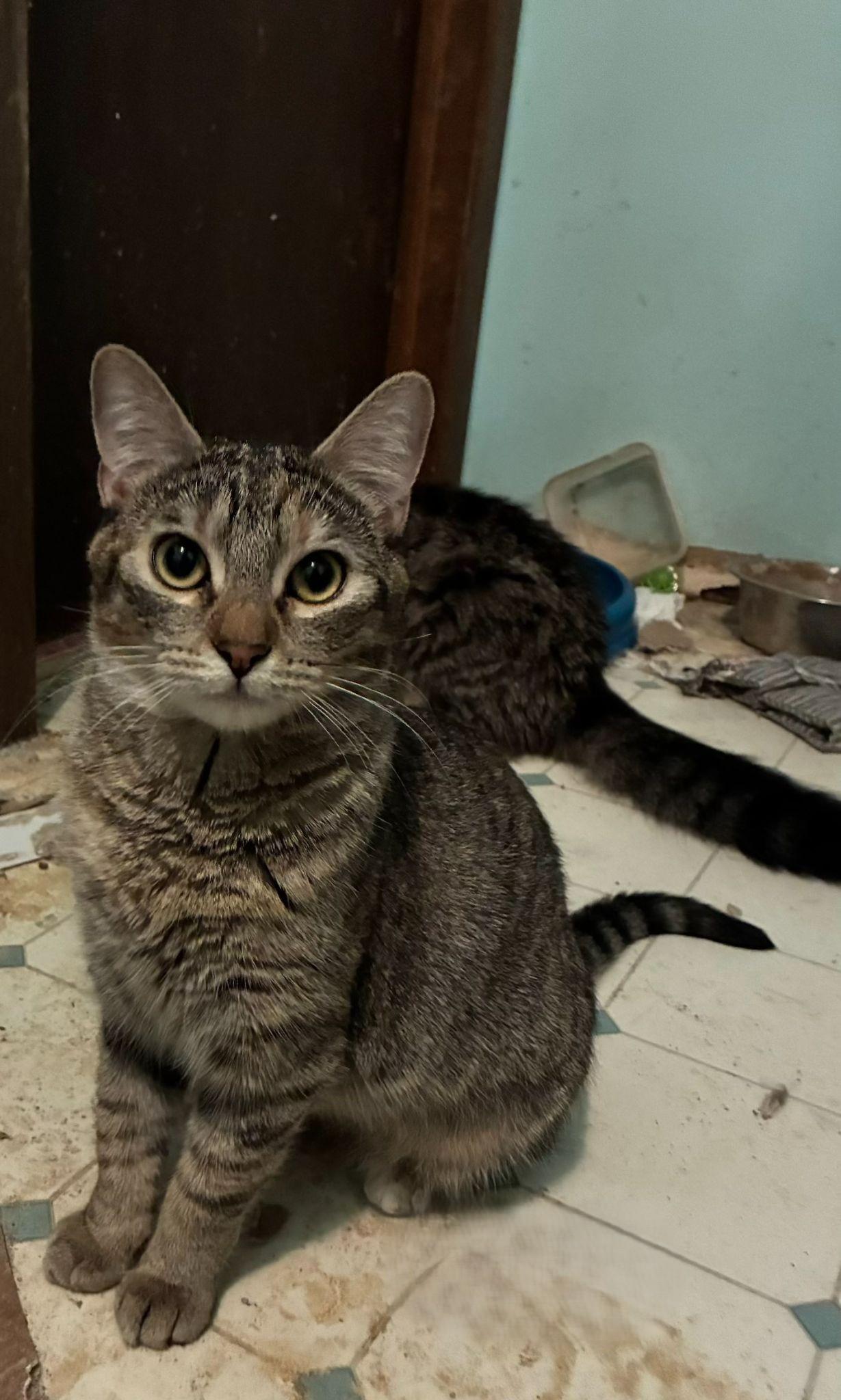 Lennox, a ADOPTABLE Domestic Short Hair in Denver, CO image 2/5