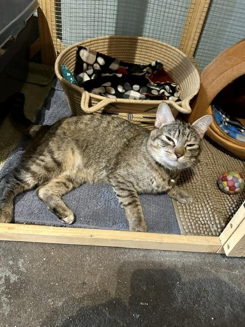 Lennox, a ADOPTABLE Domestic Short Hair in Denver, CO image 4/5