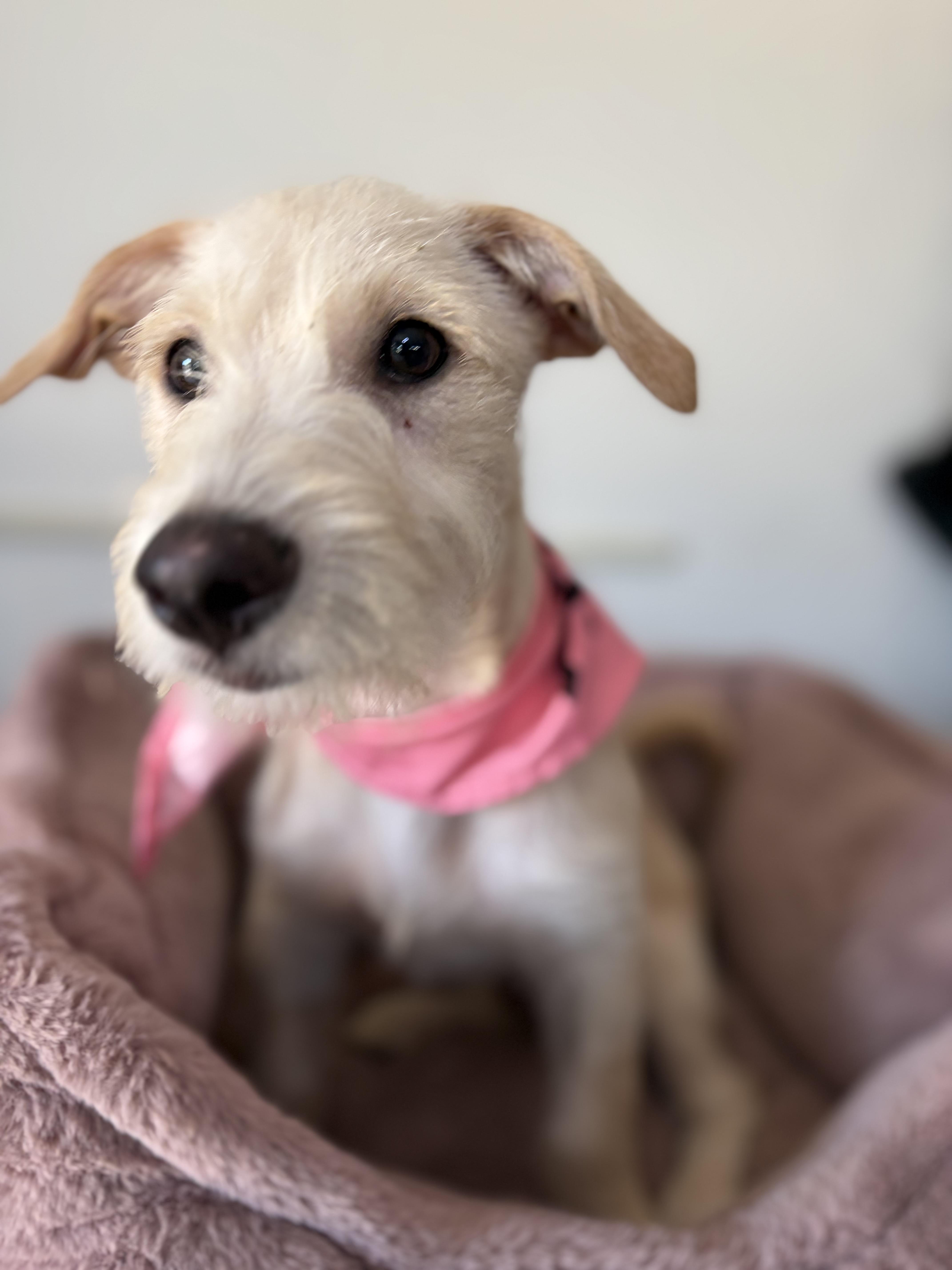 Sienna, an adopted mixed breed in Poway, CA image 2/4