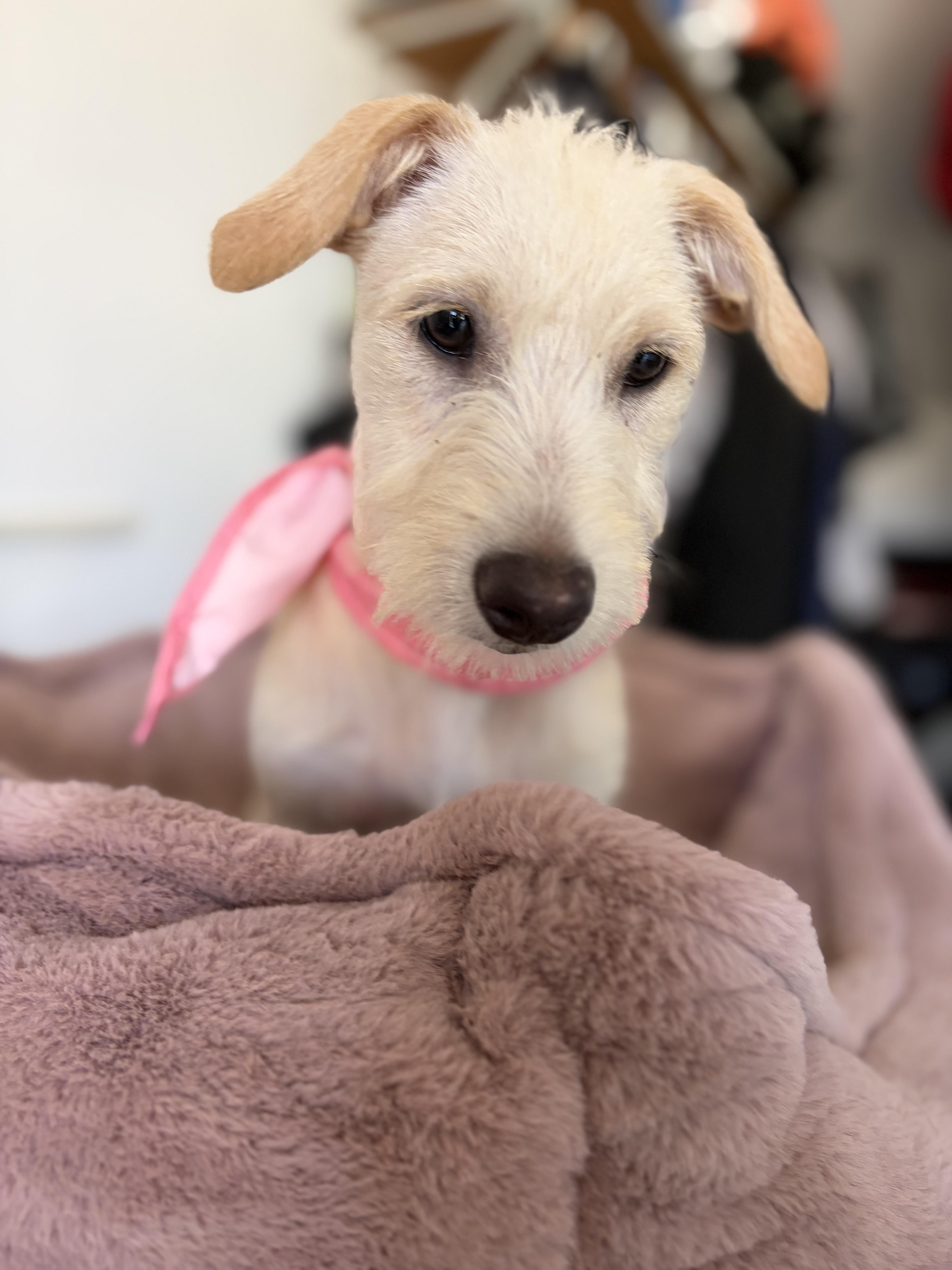 Sienna, an adopted mixed breed in Poway, CA image 3/4