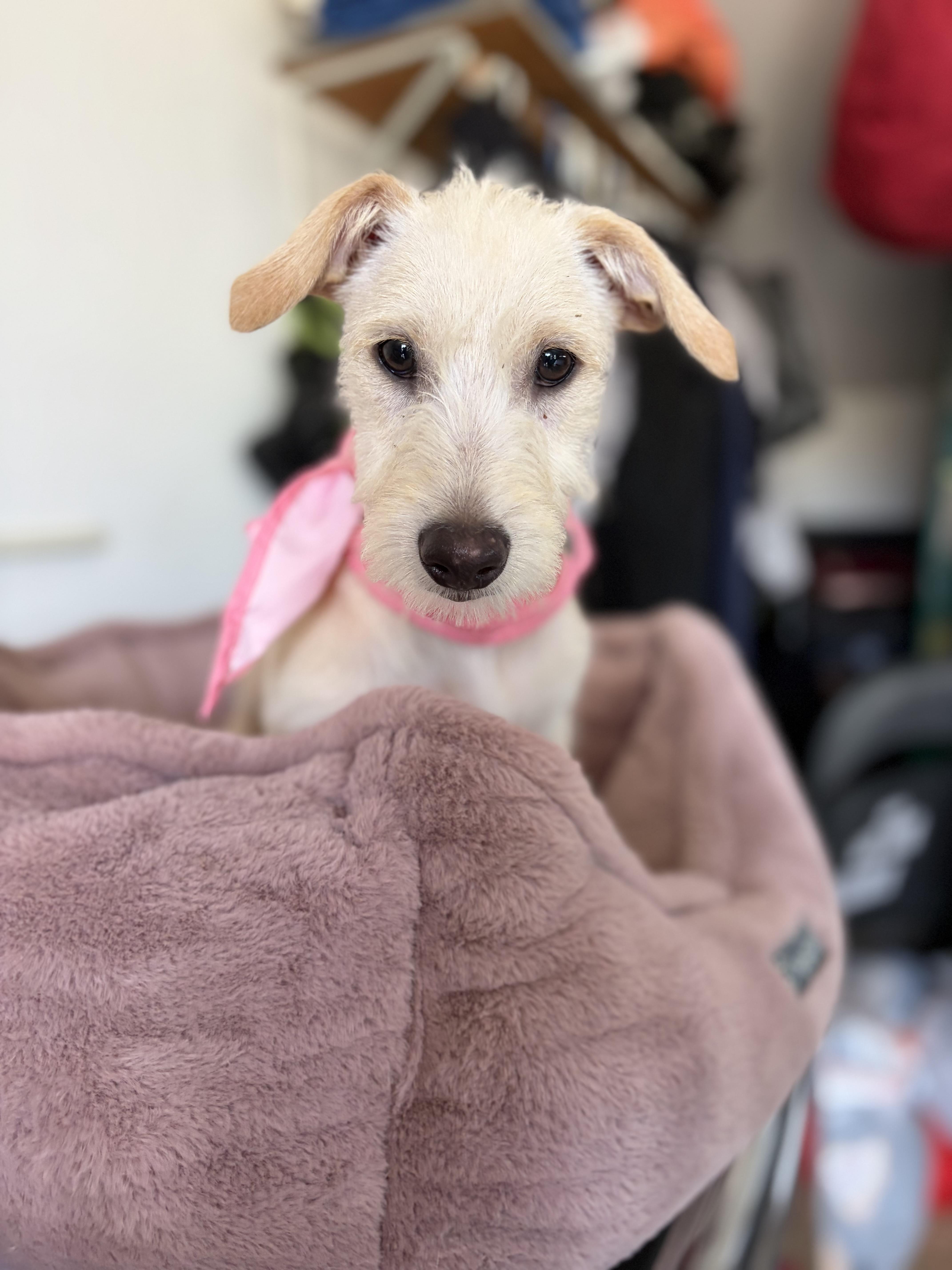 Sienna, an adopted mixed breed in Poway, CA image 4/4