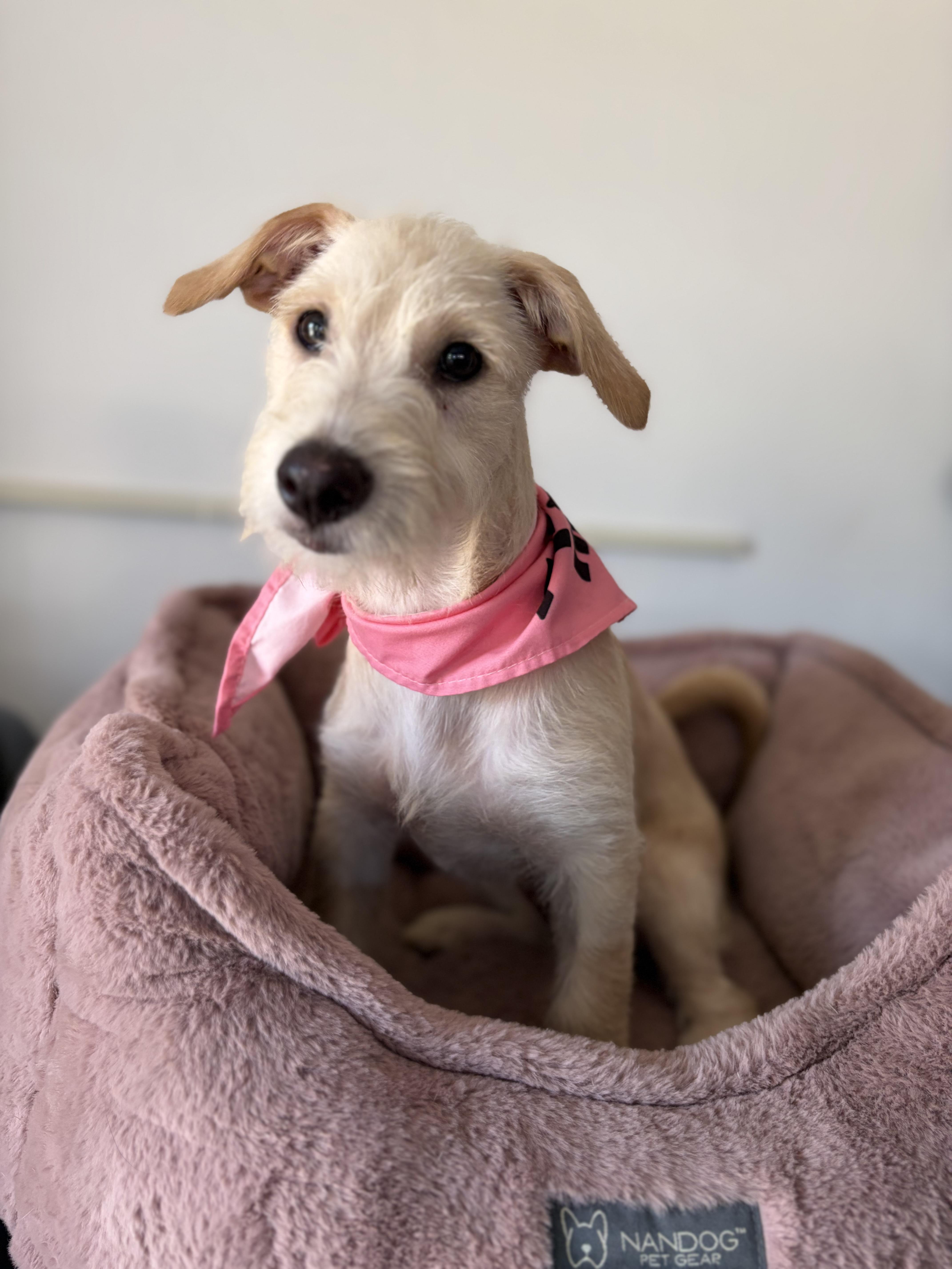 Sienna, an adopted mixed breed in Poway, CA image 1/4