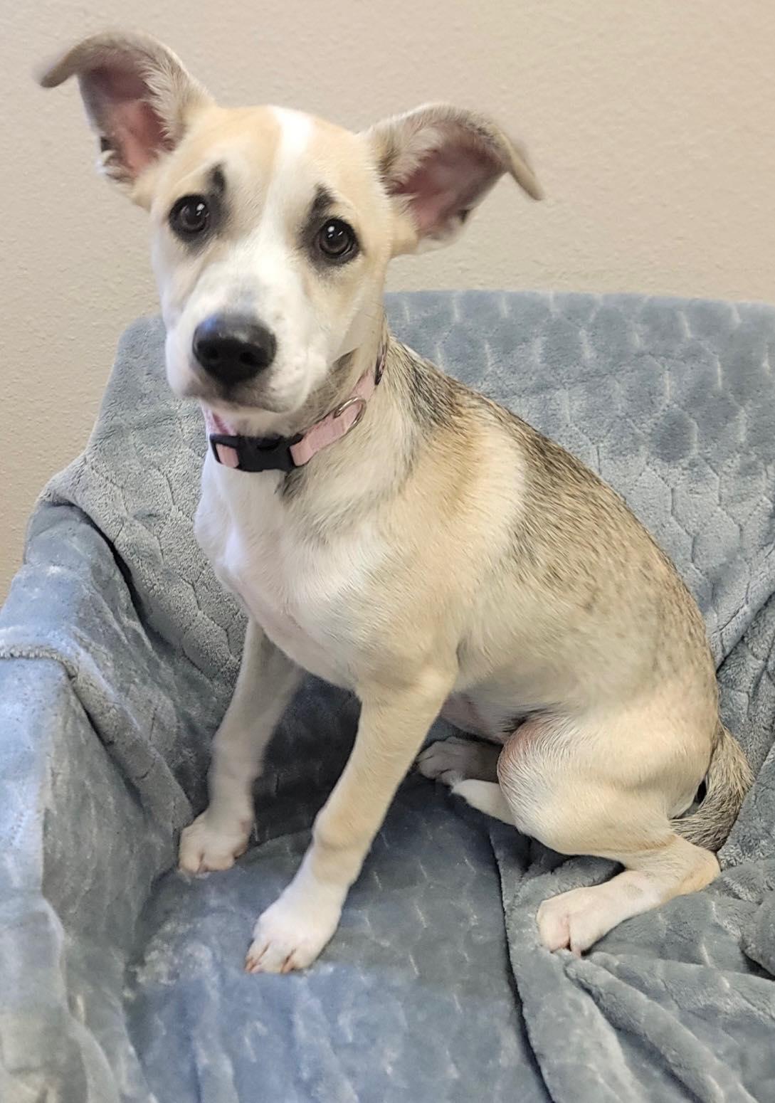 Enlarge Jellybean, a Adoptable mixed breed in Elkhorn, WI image 1/1