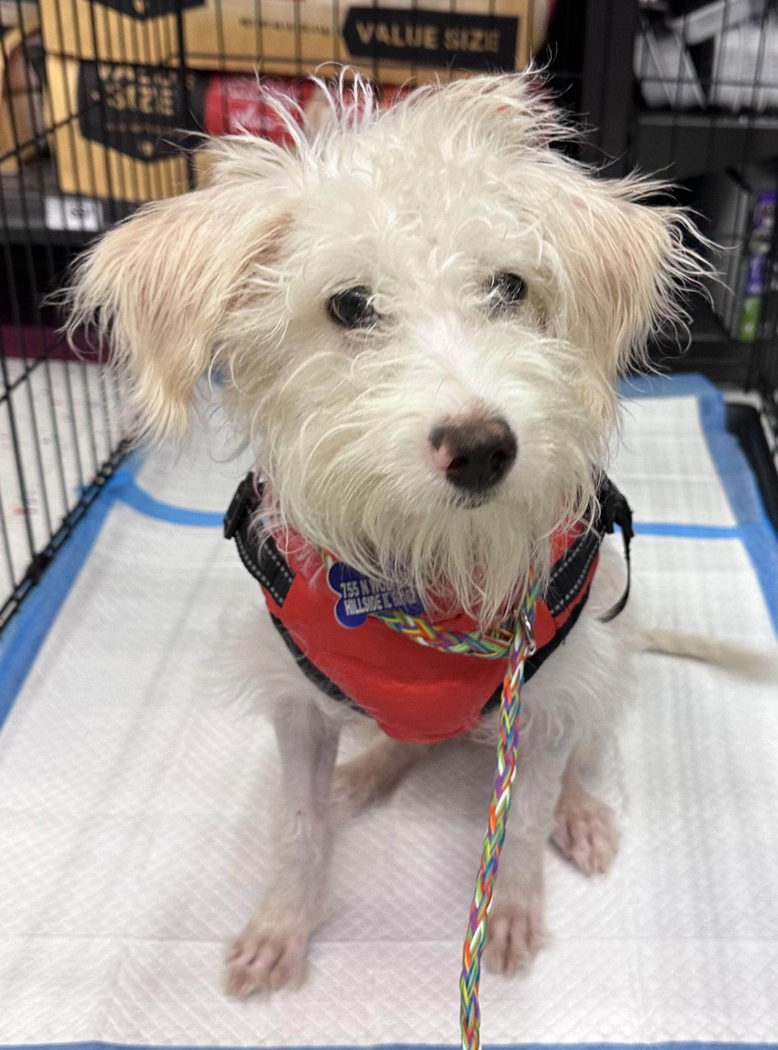 Emmi CA, Adoptable, Young Female Norfolk Terrier.