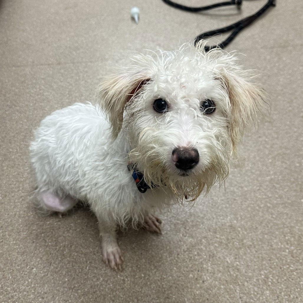 Enlarge Emmi CA, a Adoptable Norfolk Terrier in Hillside, IL image 2/3