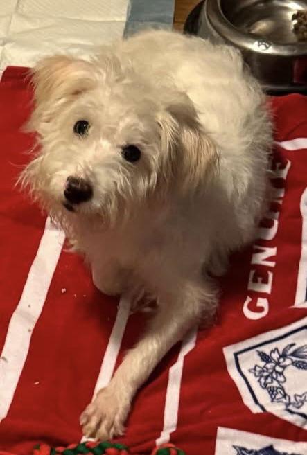 Enlarge Emmi CA, a Adoptable Norfolk Terrier in Hillside, IL image 3/3