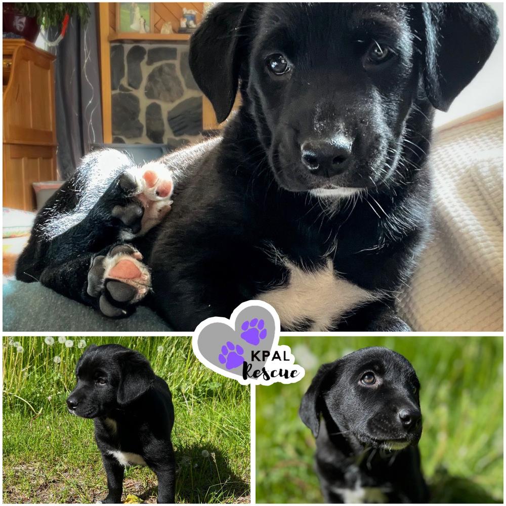 Scary Spice - Spice Girls Litter, Adopted, Puppy Female Mixed Breed & Mixed Breed.