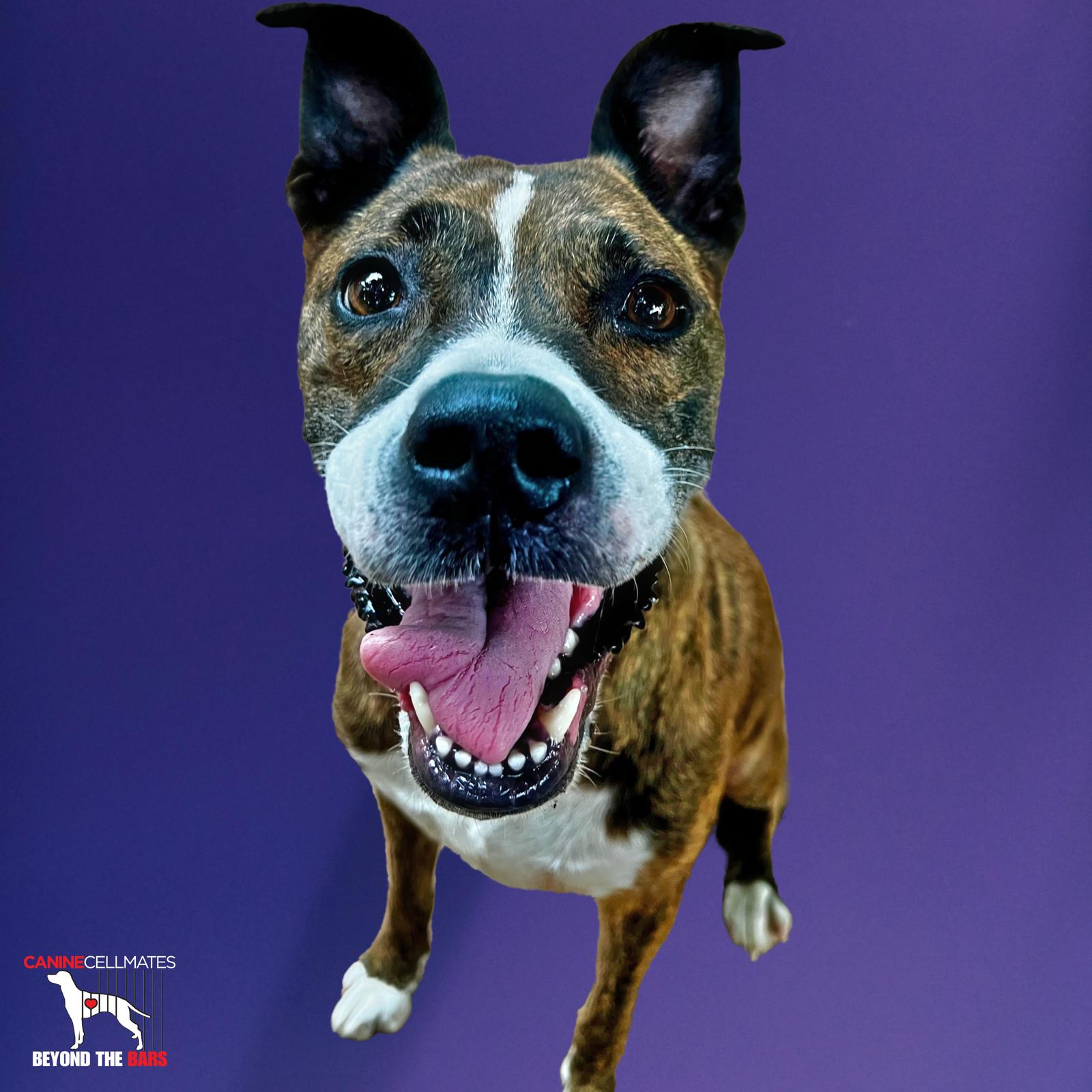 Kiwi, Adopted, Adult Female Boxer.