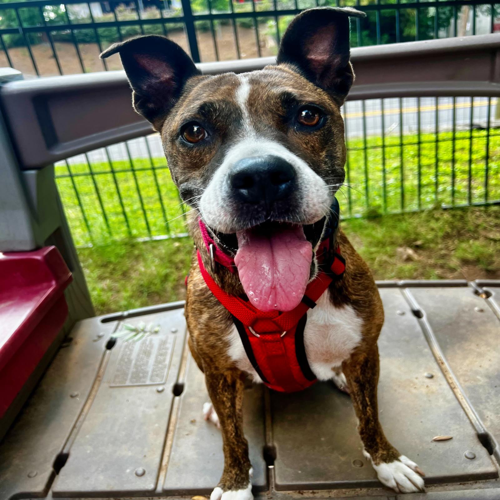 Enlarge Kiwi, a Adoptable Boxer in Atlanta, GA image 3/3