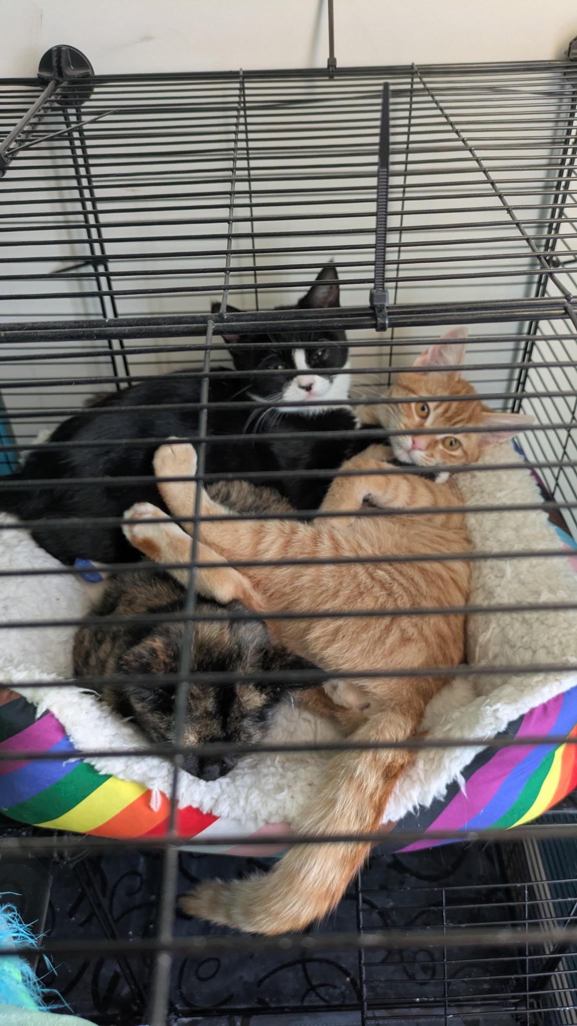 Enlarge Isadora, an adopted Tortoiseshell in Hayward, CA image 3/6