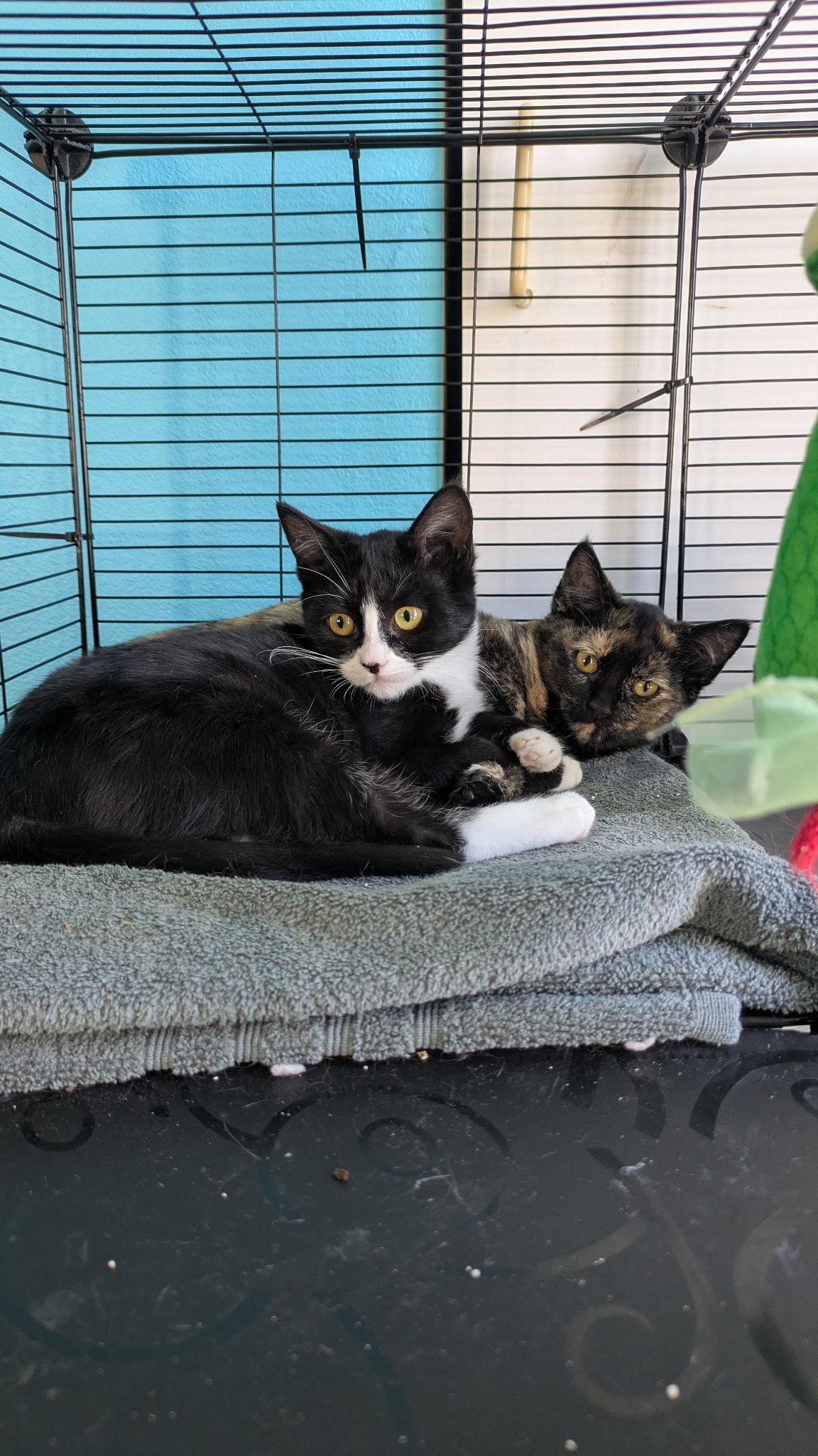 Enlarge Isadora, an adopted Tortoiseshell in Hayward, CA image 4/6