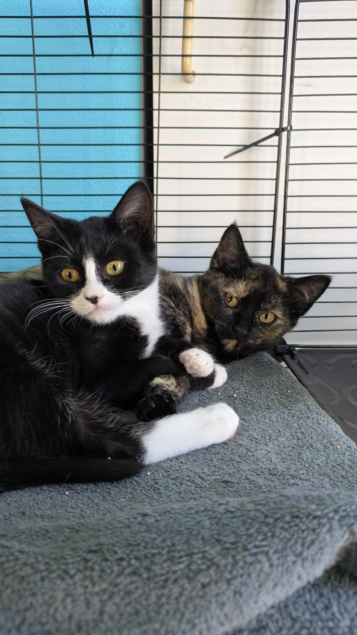 Enlarge Isadora, an adopted Tortoiseshell in Hayward, CA image 6/6