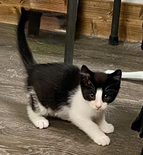 Enlarge Pizza, a Adopted American Shorthair in Fredericksburg, OH image 2/3