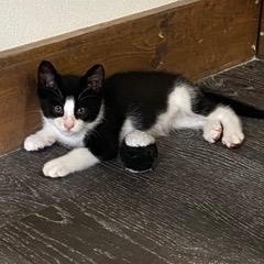 Enlarge Pizza, a Adopted American Shorthair in Fredericksburg, OH image 3/3