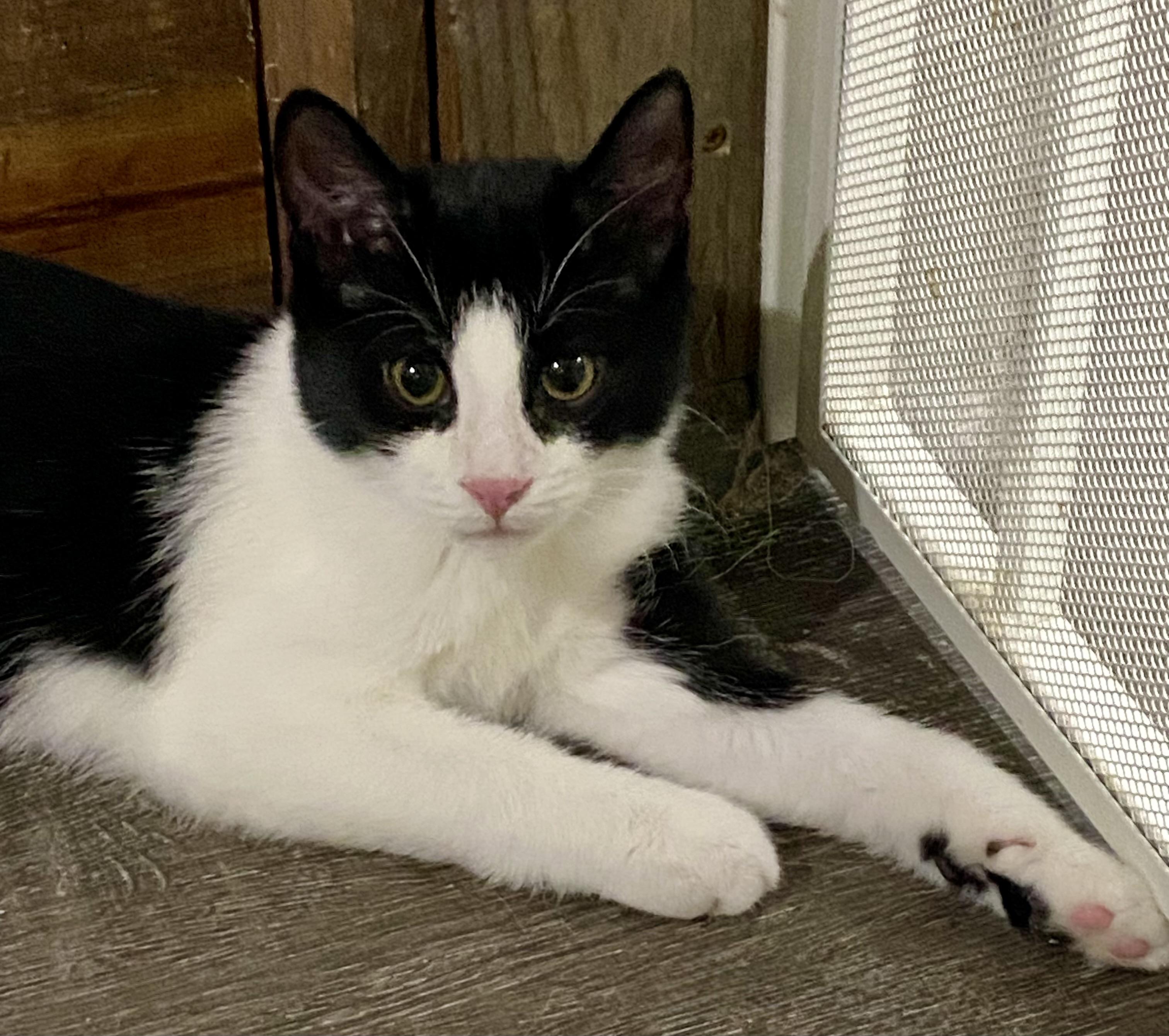 Pizza, Adopted, Kitten Male American Shorthair.