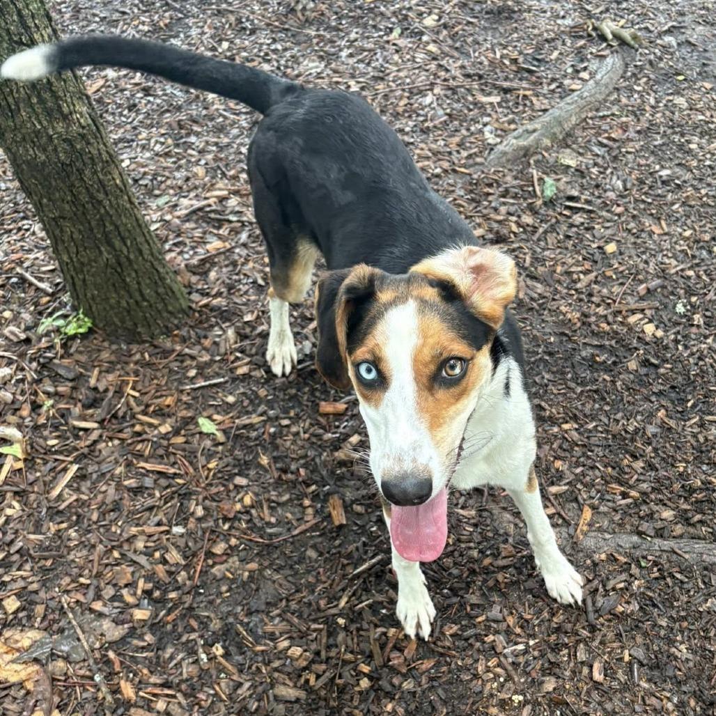 Juniper, Adoptable, Young Female Hound.