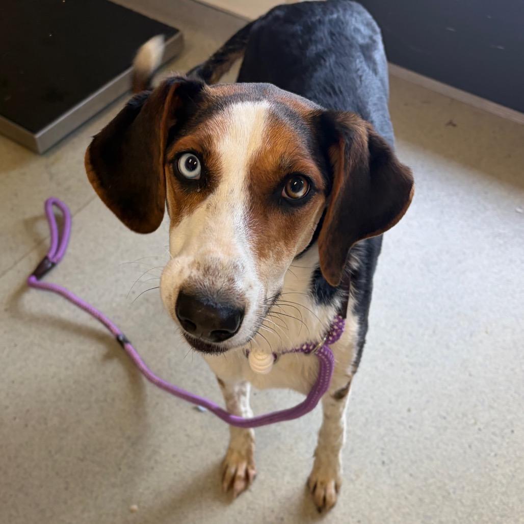Enlarge Juniper, a Adoptable Hound in Nashville, TN image 2/4