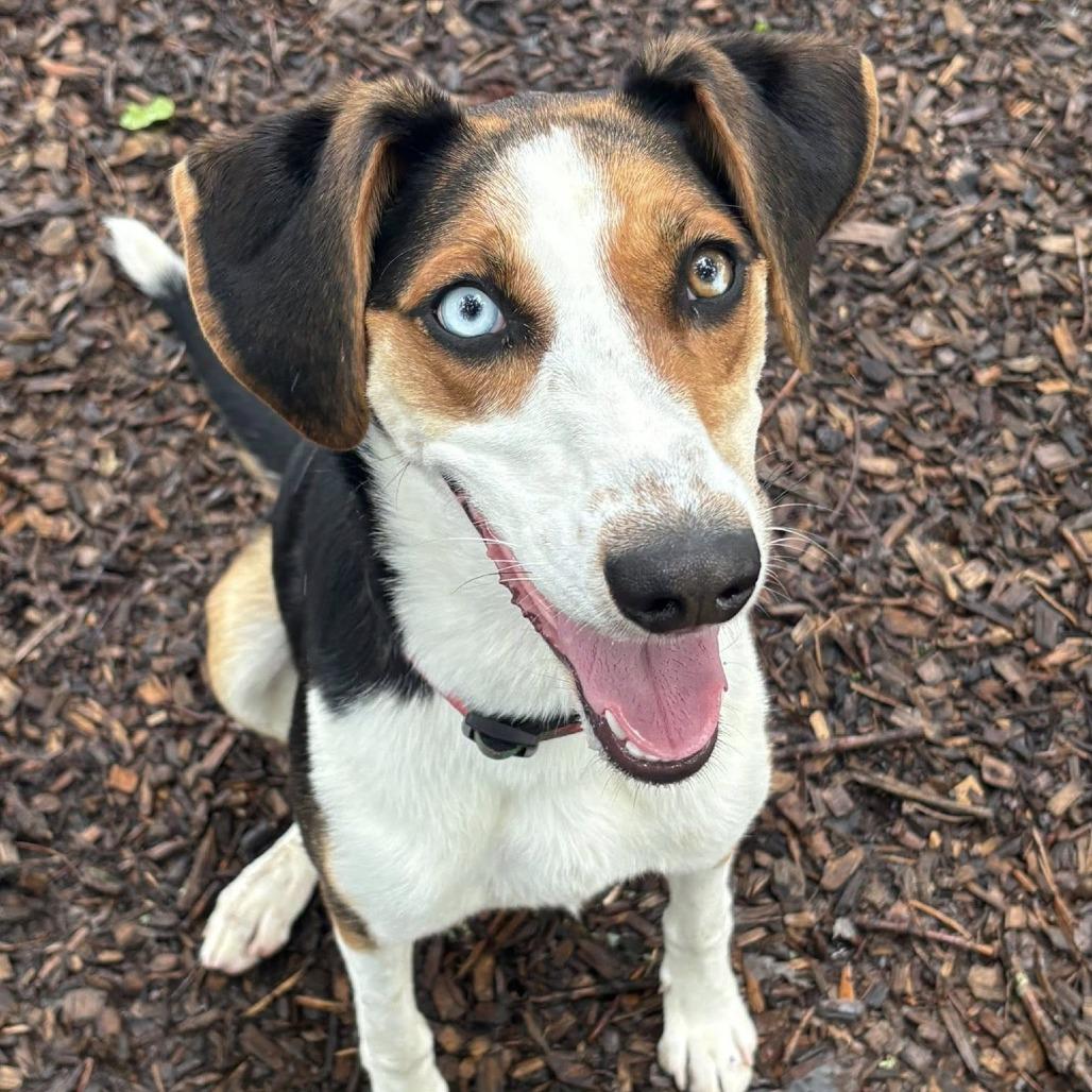 Enlarge Juniper, a Adoptable Hound in Nashville, TN image 3/4