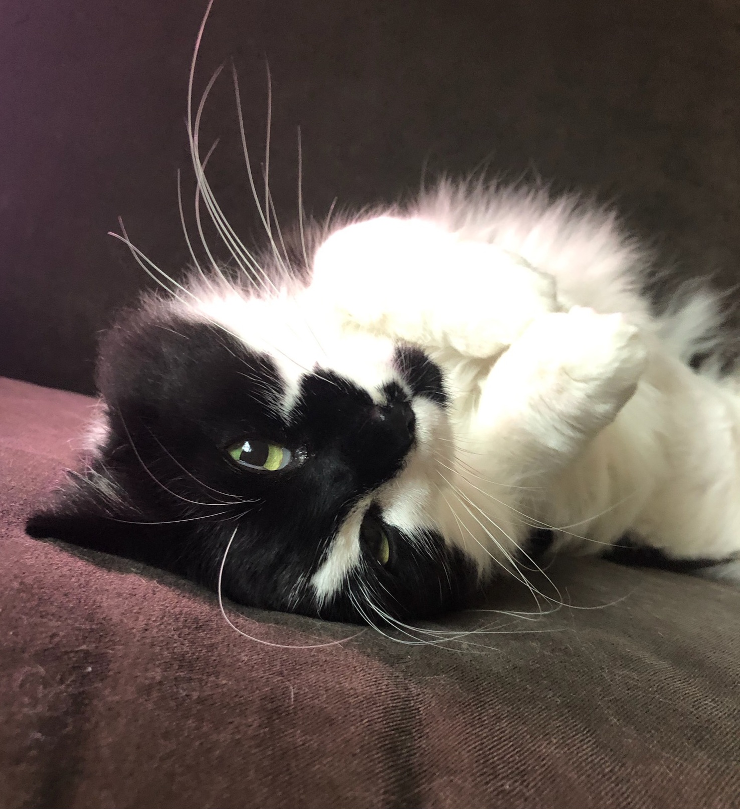 Cat for adoption Purronica, a Domestic Medium Hair in Rochester Hills