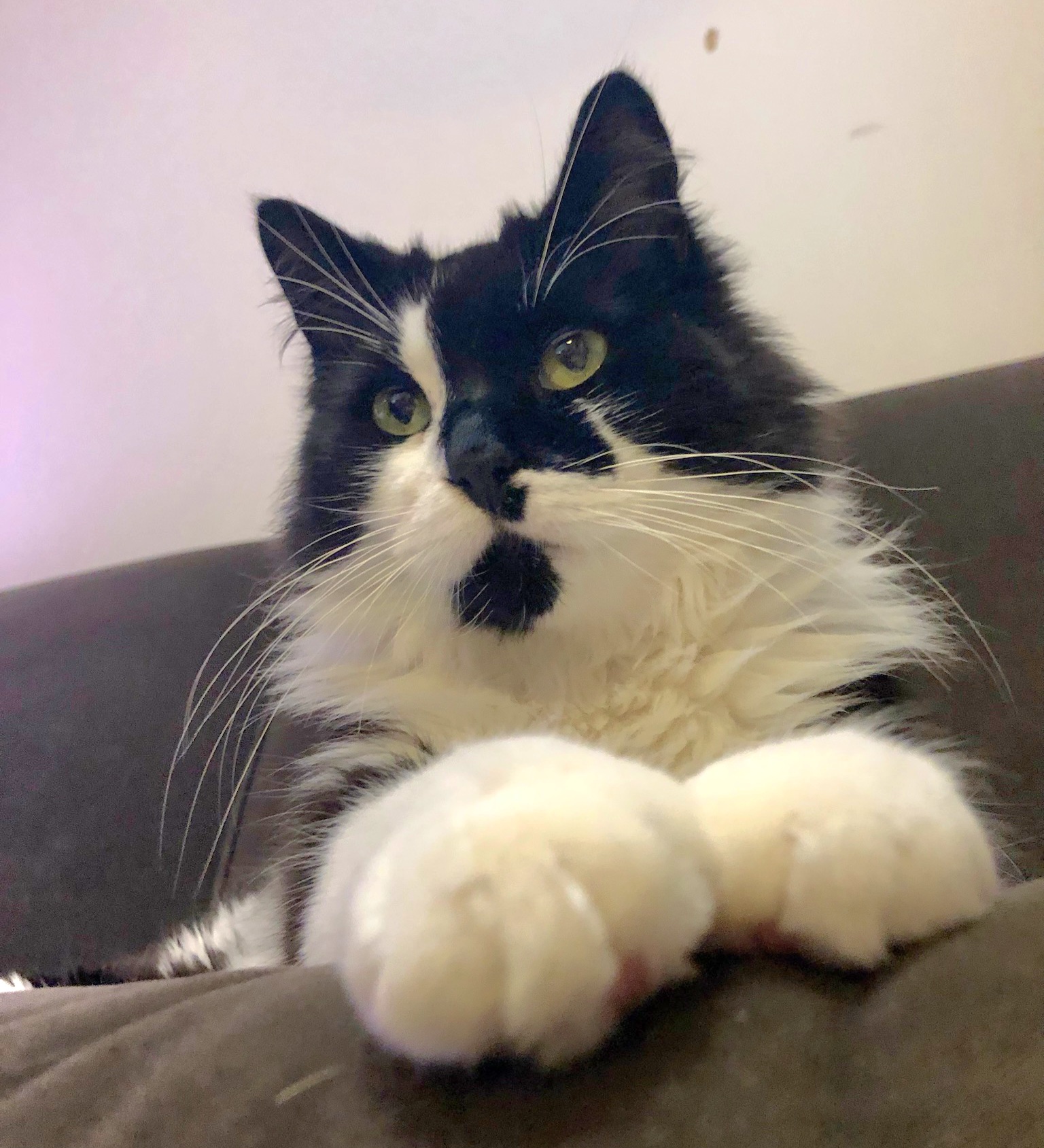 Cat for adoption Purronica, a Domestic Medium Hair in Rochester Hills