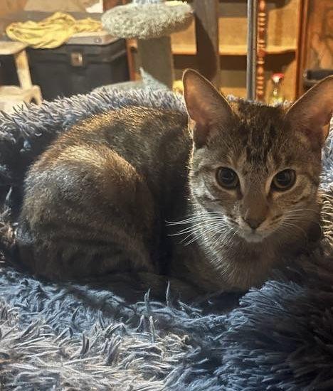 Nitara, Adoptable, Adult Female Domestic Short Hair & Calico.