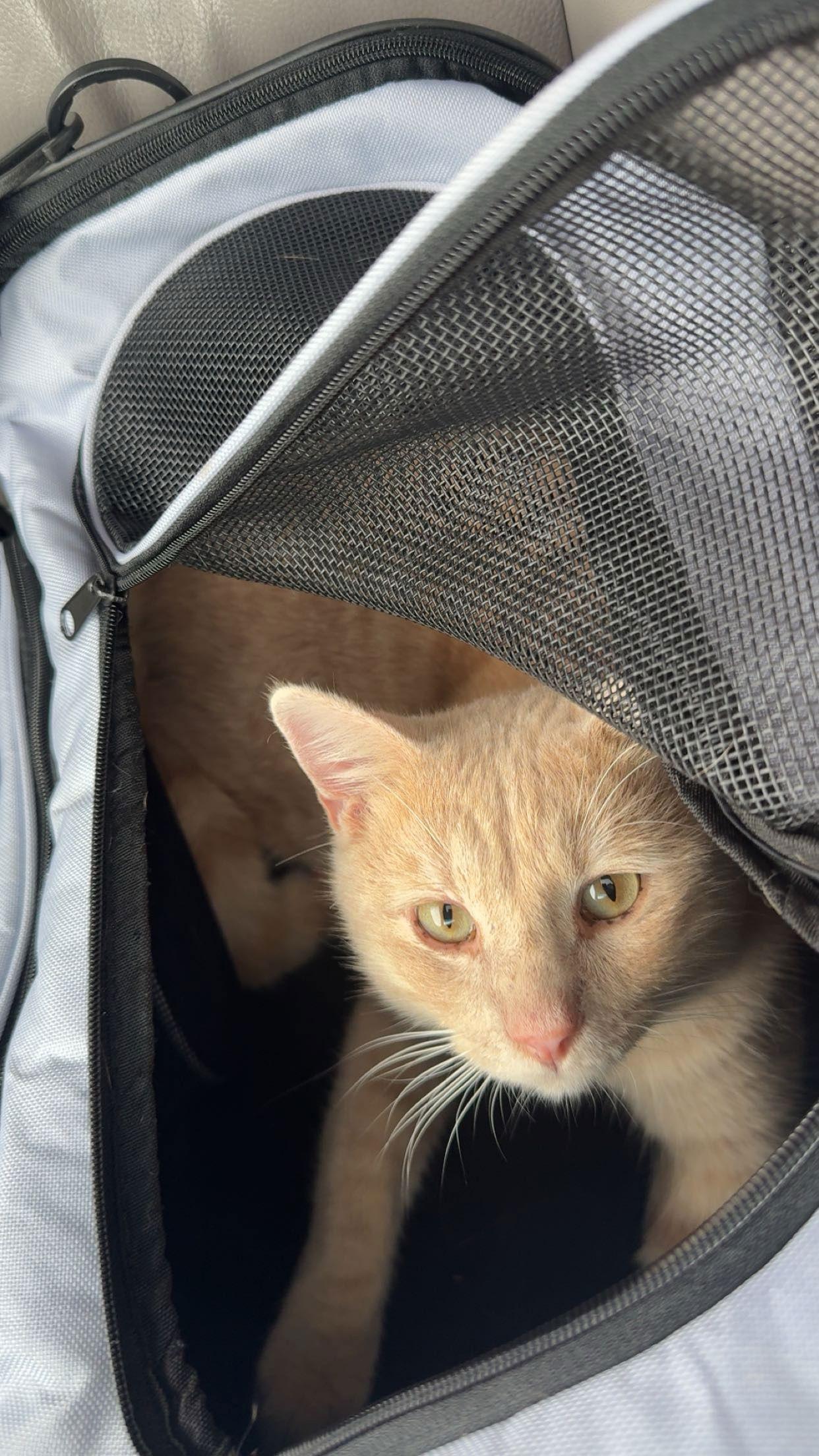 Enlarge Biscuit, a Adopted Domestic Short Hair in Prosper, TX image 1/1