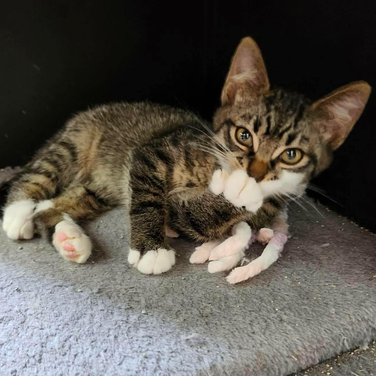 BASIL, a Adoptable Domestic Short Hair in Campbell River, BC image 6/6