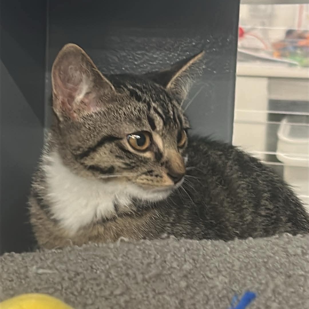 BASIL, a Adoptable Domestic Short Hair in Campbell River, BC image 2/6