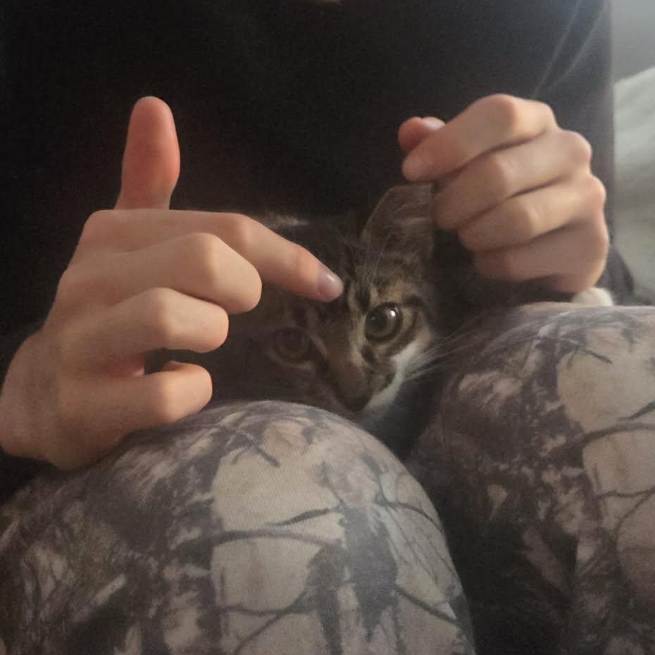 BASIL, a Adoptable Domestic Short Hair in Campbell River, BC image 5/6