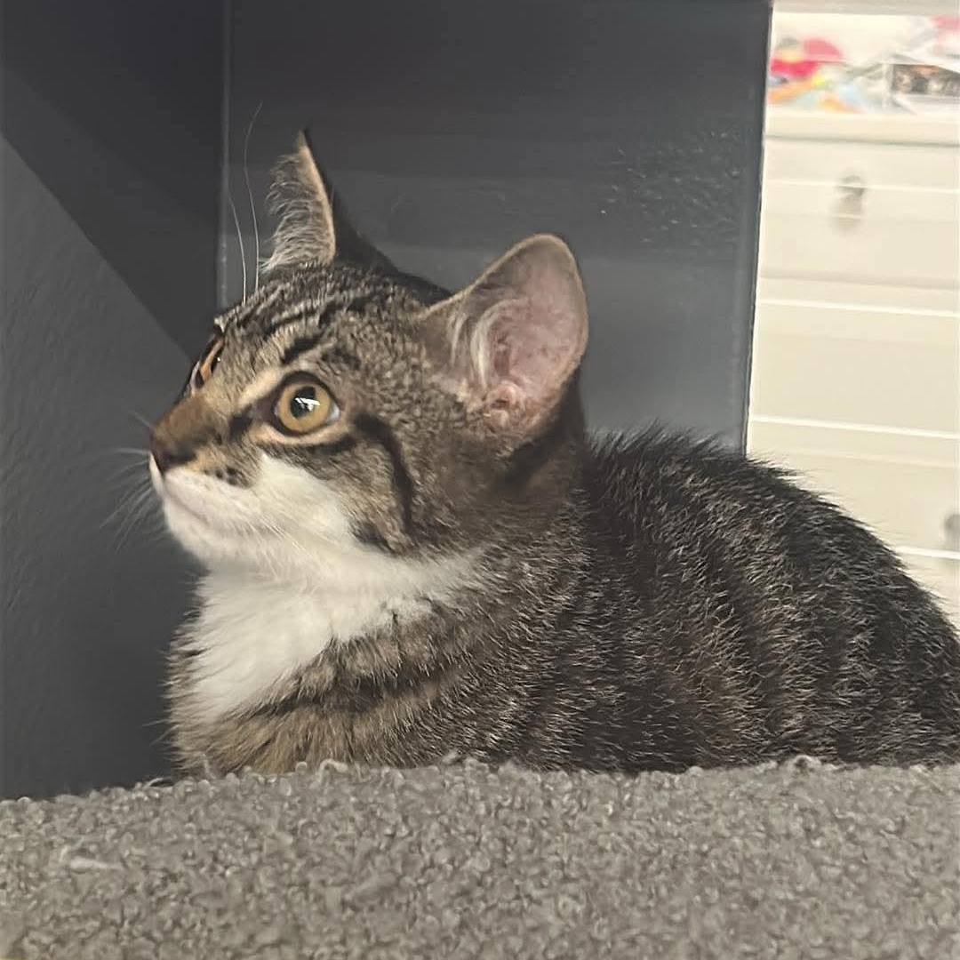 BASIL, a Adoptable Domestic Short Hair in Campbell River, BC image 1/6
