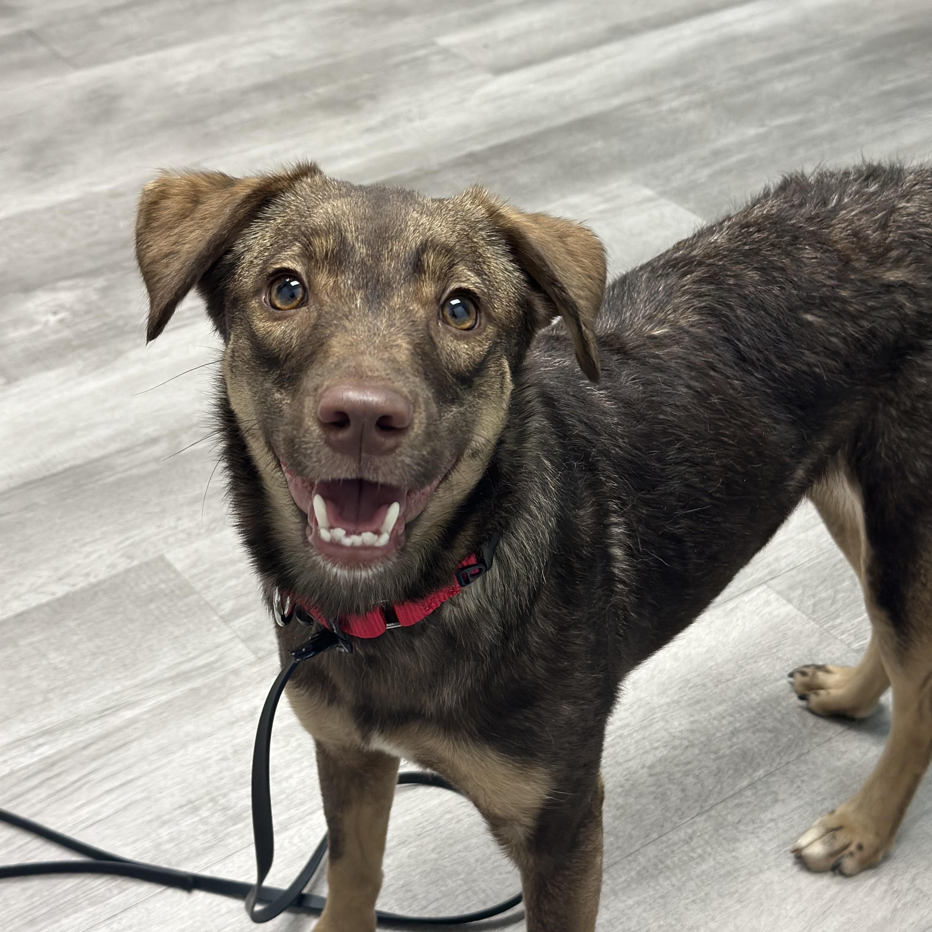 Zuri, ADOPTABLE, Young Female Mixed Breed.