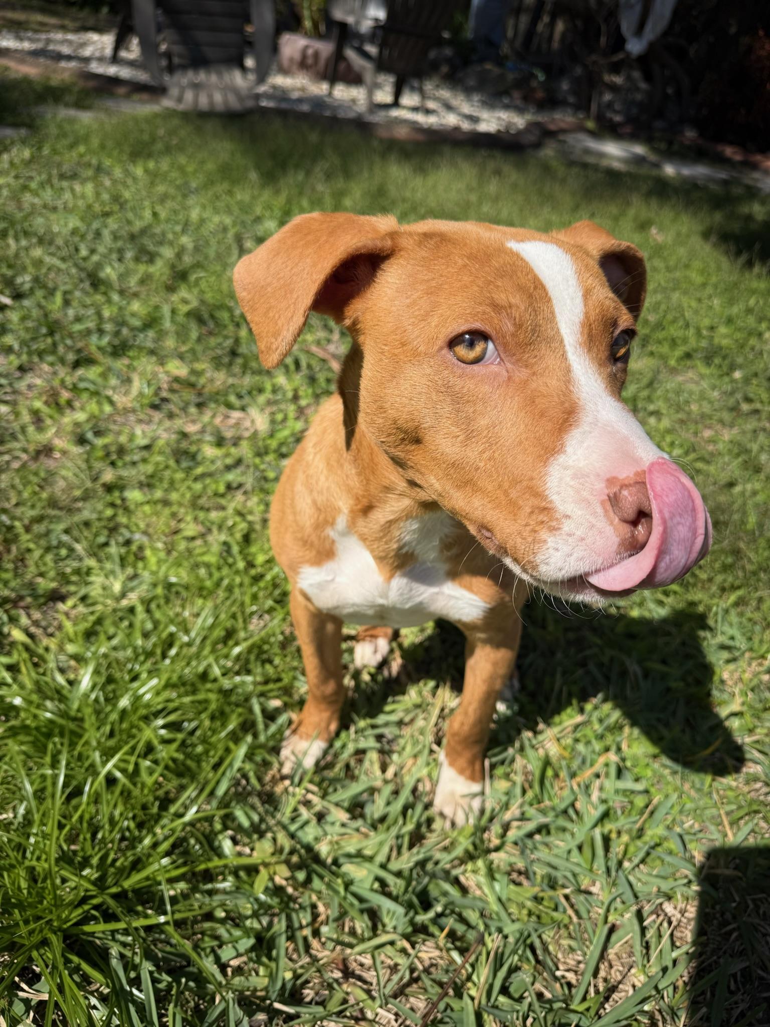 Enlarge Coconut - TRAINED PUPPY , a ADOPTABLE mixed breed in Miami, FL image 3/3