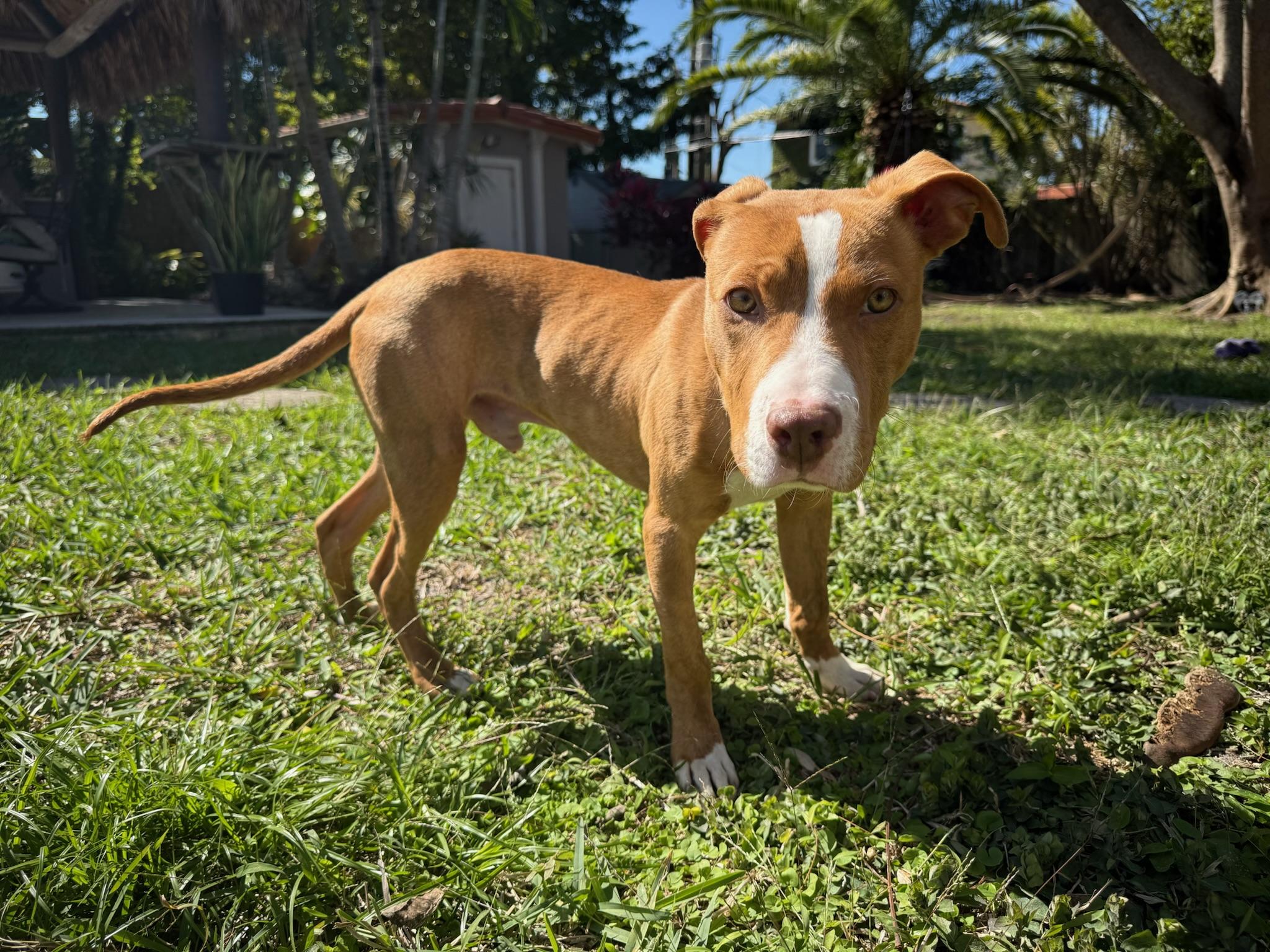 Enlarge Coconut - TRAINED PUPPY , a ADOPTABLE mixed breed in Miami, FL image 2/3