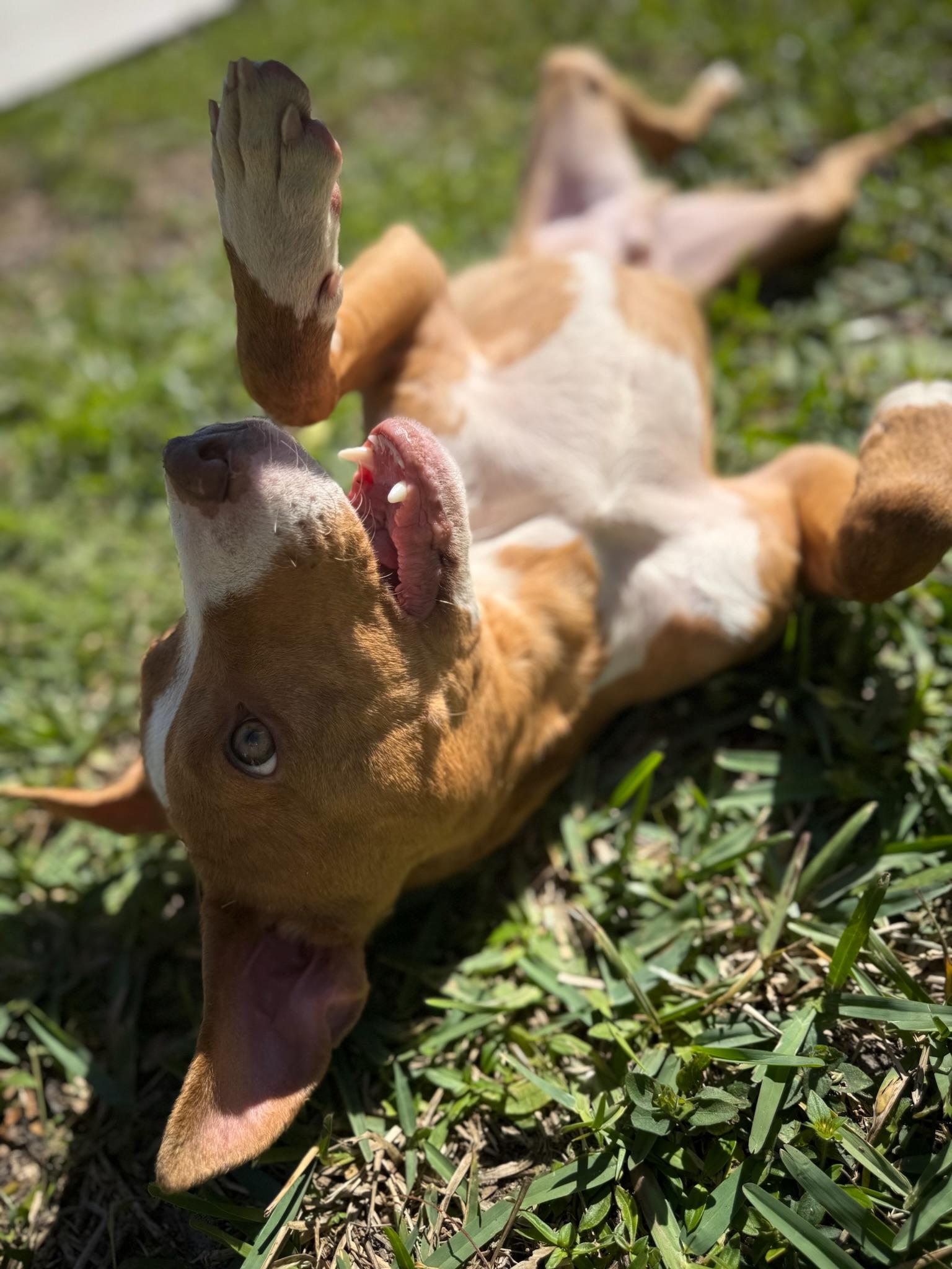 Coconut - TRAINED PUPPY , ADOPTABLE, Puppy Male Pit Bull Terrier.