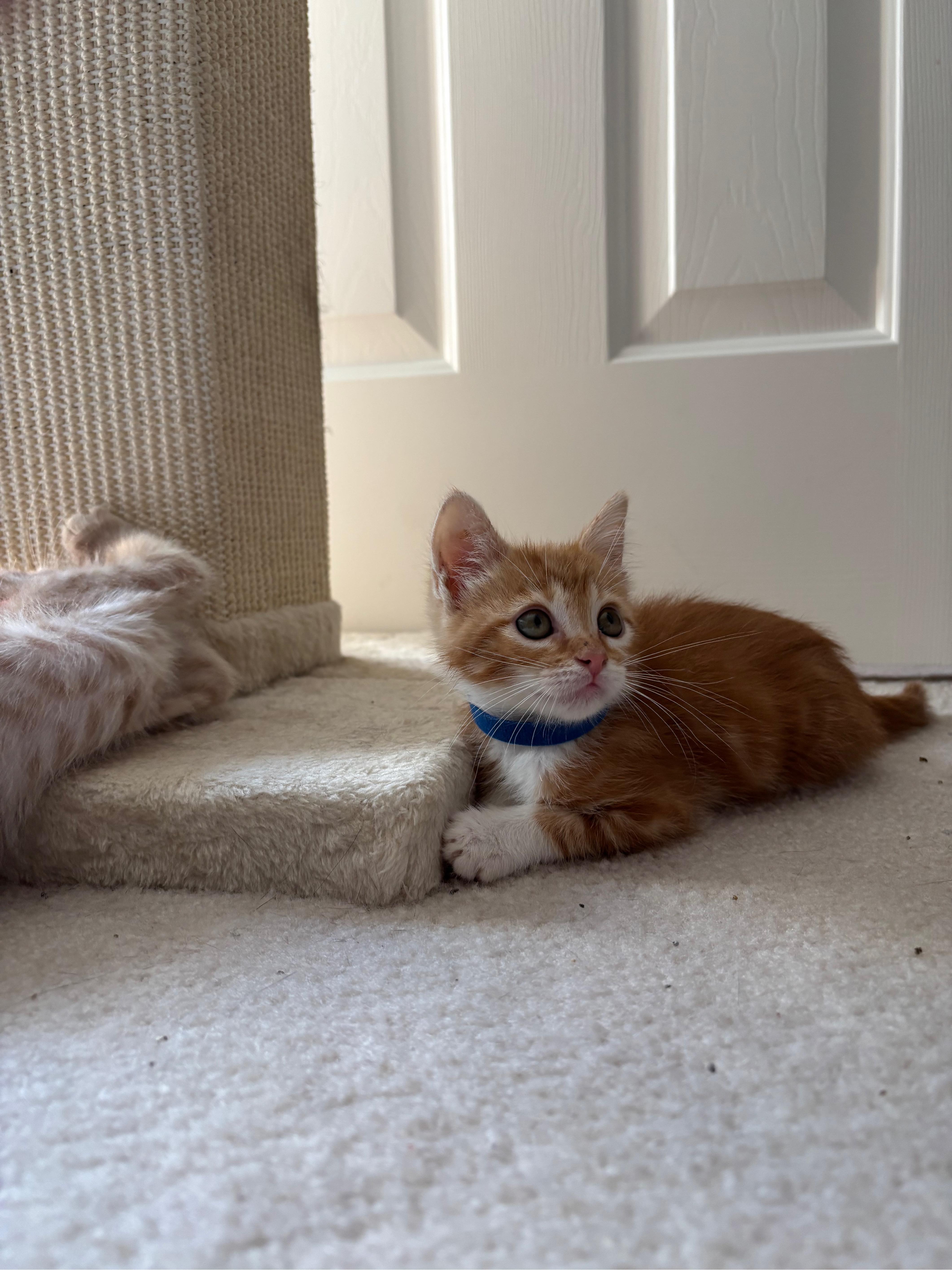 Simon Le Blue, an adopted Domestic Short Hair in Hillsboro, OR image 4/5