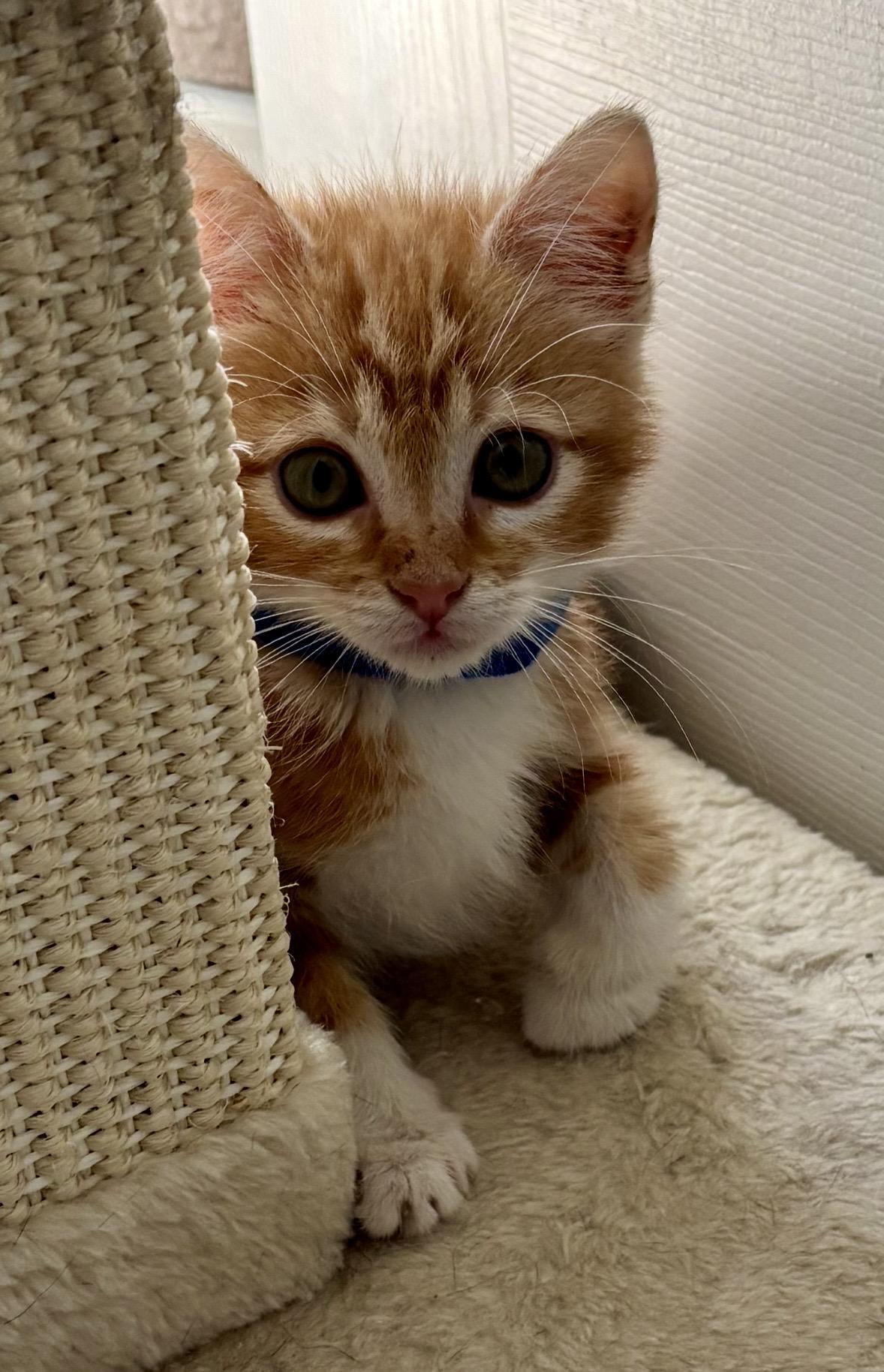 Simon Le Blue, adopted, Young Male Domestic Short Hair.