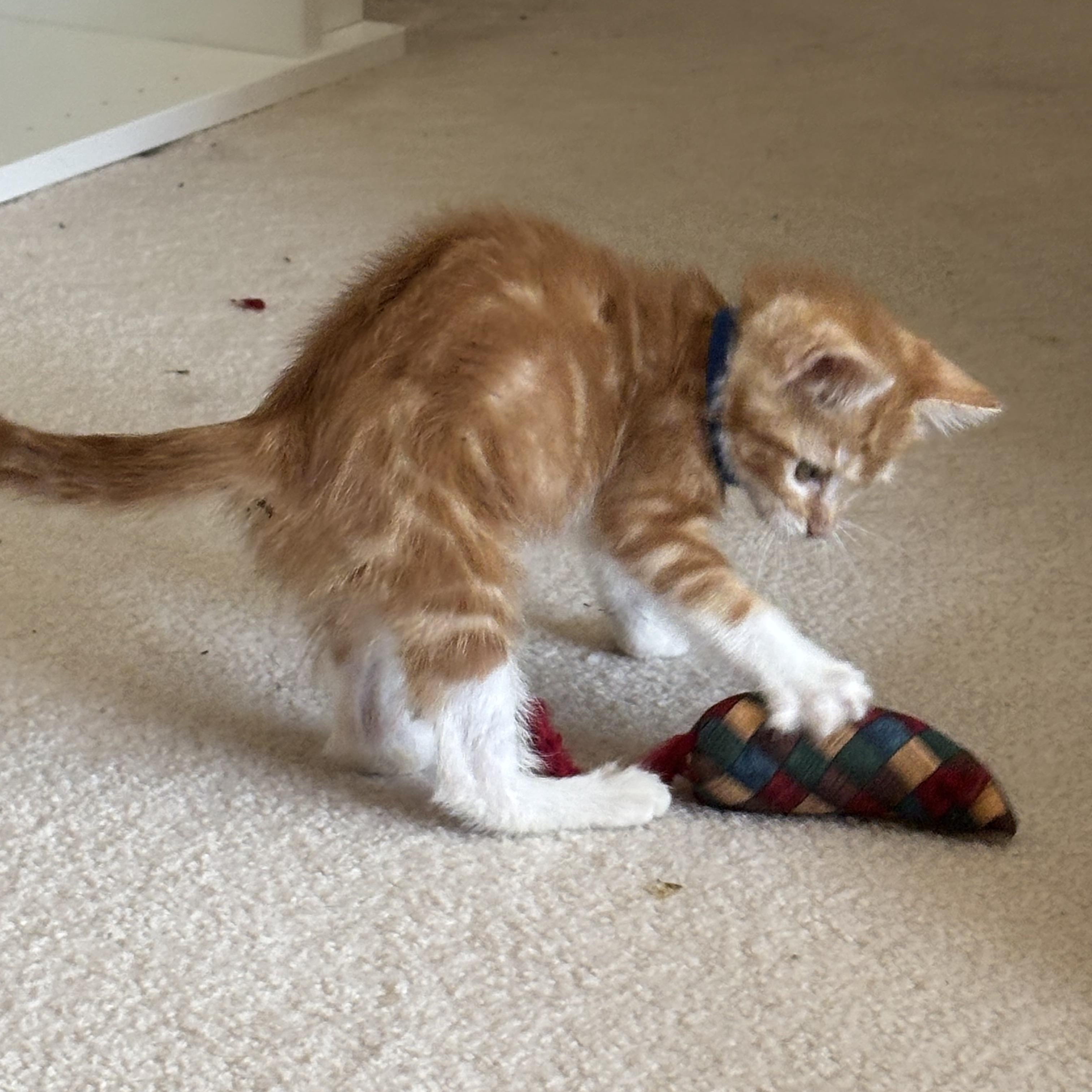 Simon Le Blue, an adopted Domestic Short Hair in Hillsboro, OR image 2/5