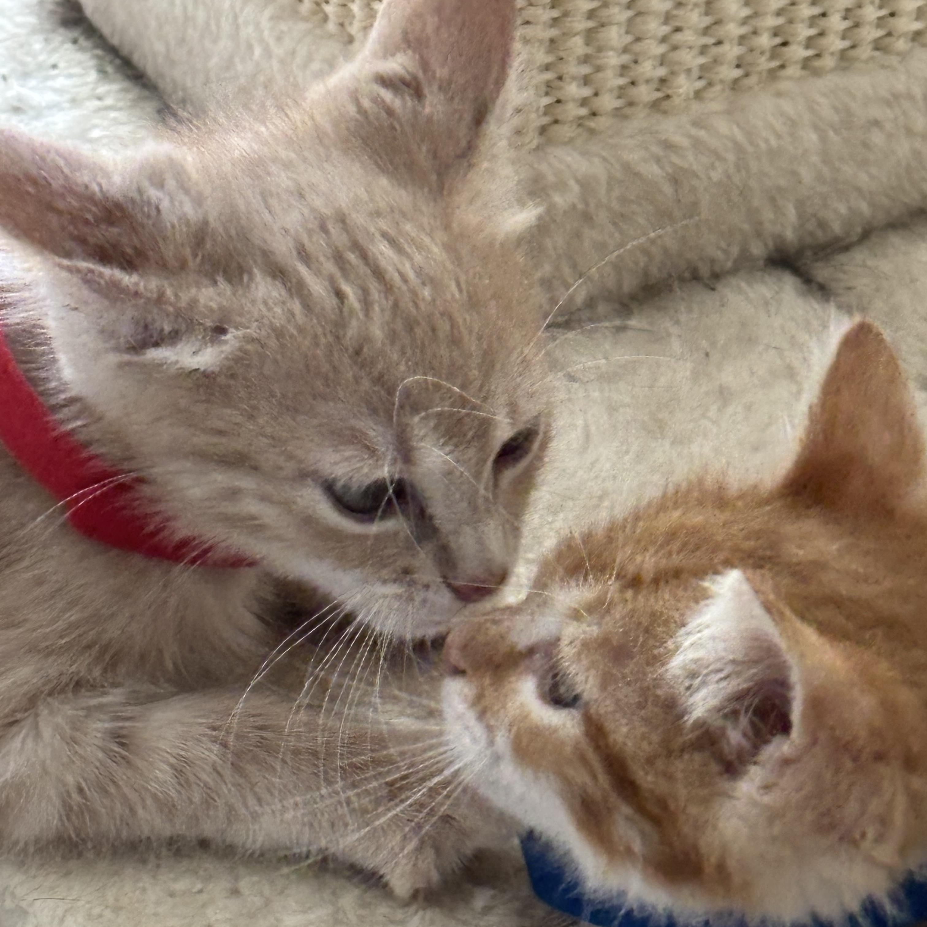 Simon Le Blue, an adopted Domestic Short Hair in Hillsboro, OR image 5/5
