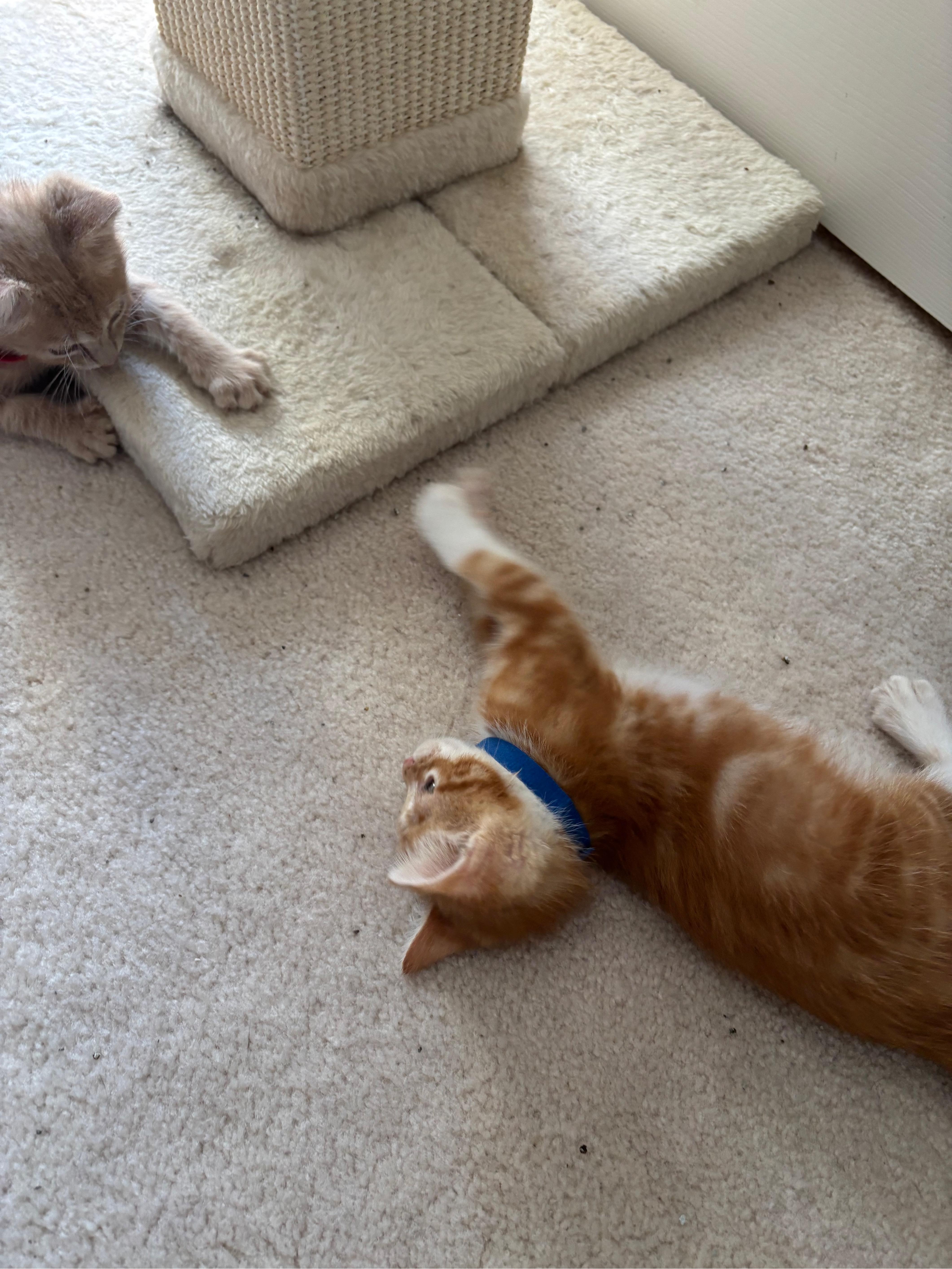 Simon Le Blue, an adopted Domestic Short Hair in Hillsboro, OR image 3/5