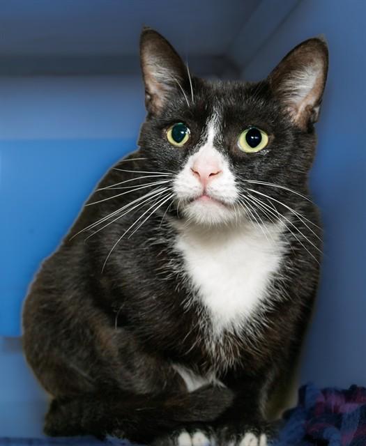 Enlarge CATCH, a Adoptable mixed breed in Cookeville, TN image 1/1