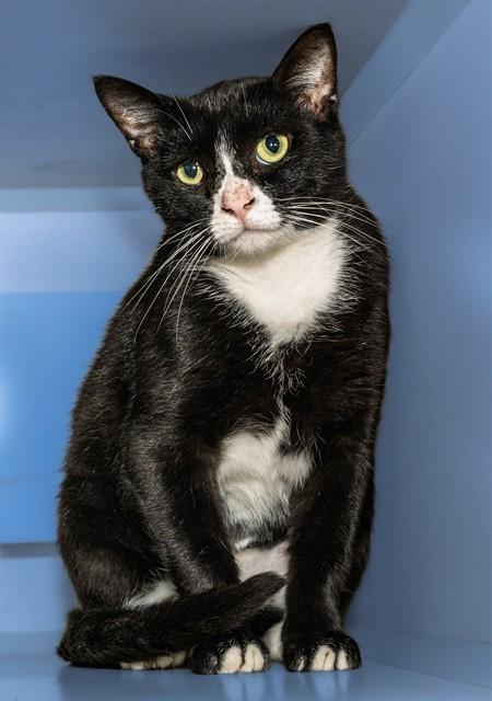 CATCH, Adoptable, Adult Female Domestic Short Hair & Domestic Short Hair.
