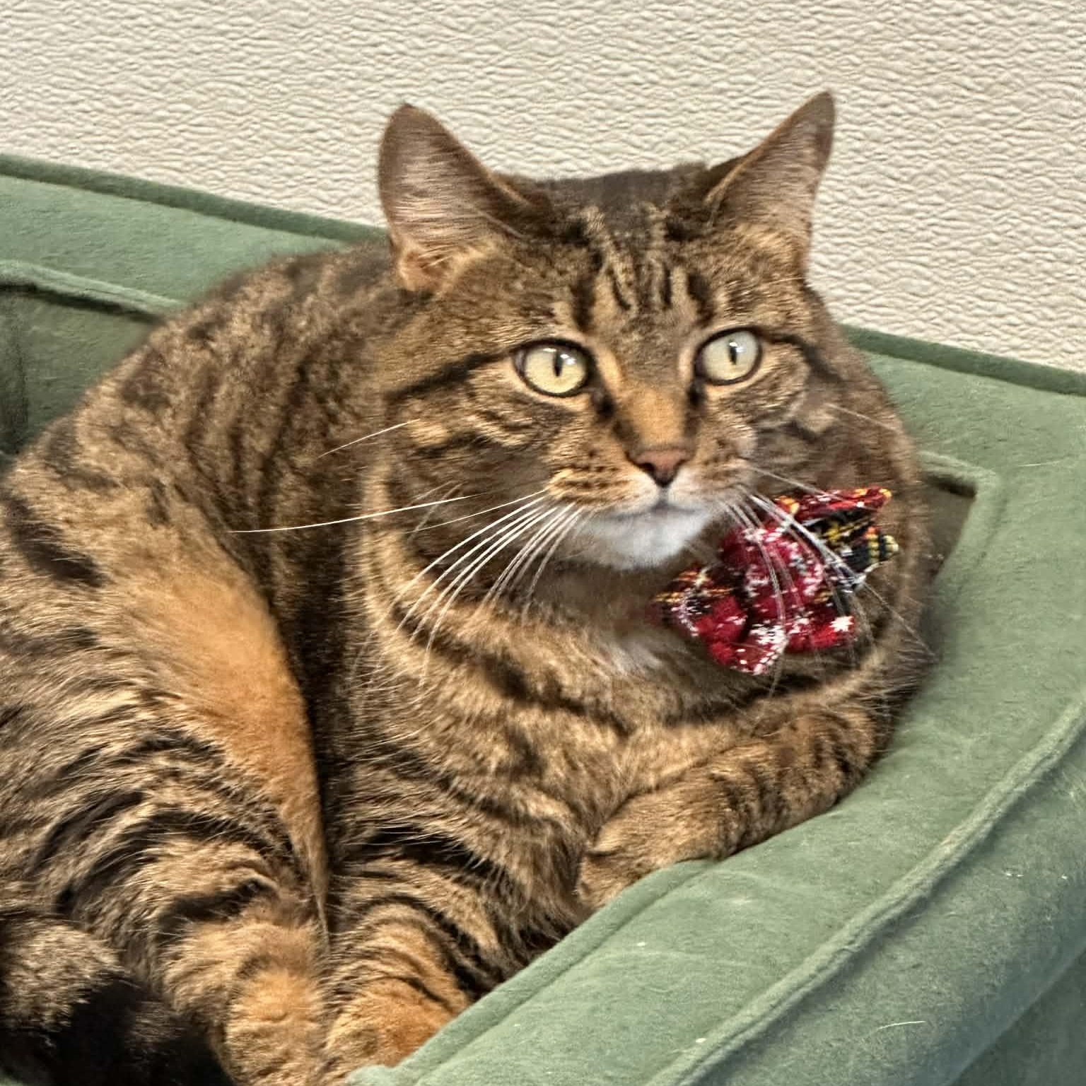 Enlarge Tye, a Adoptable Domestic Short Hair in Bridgewater, NJ image 1/1