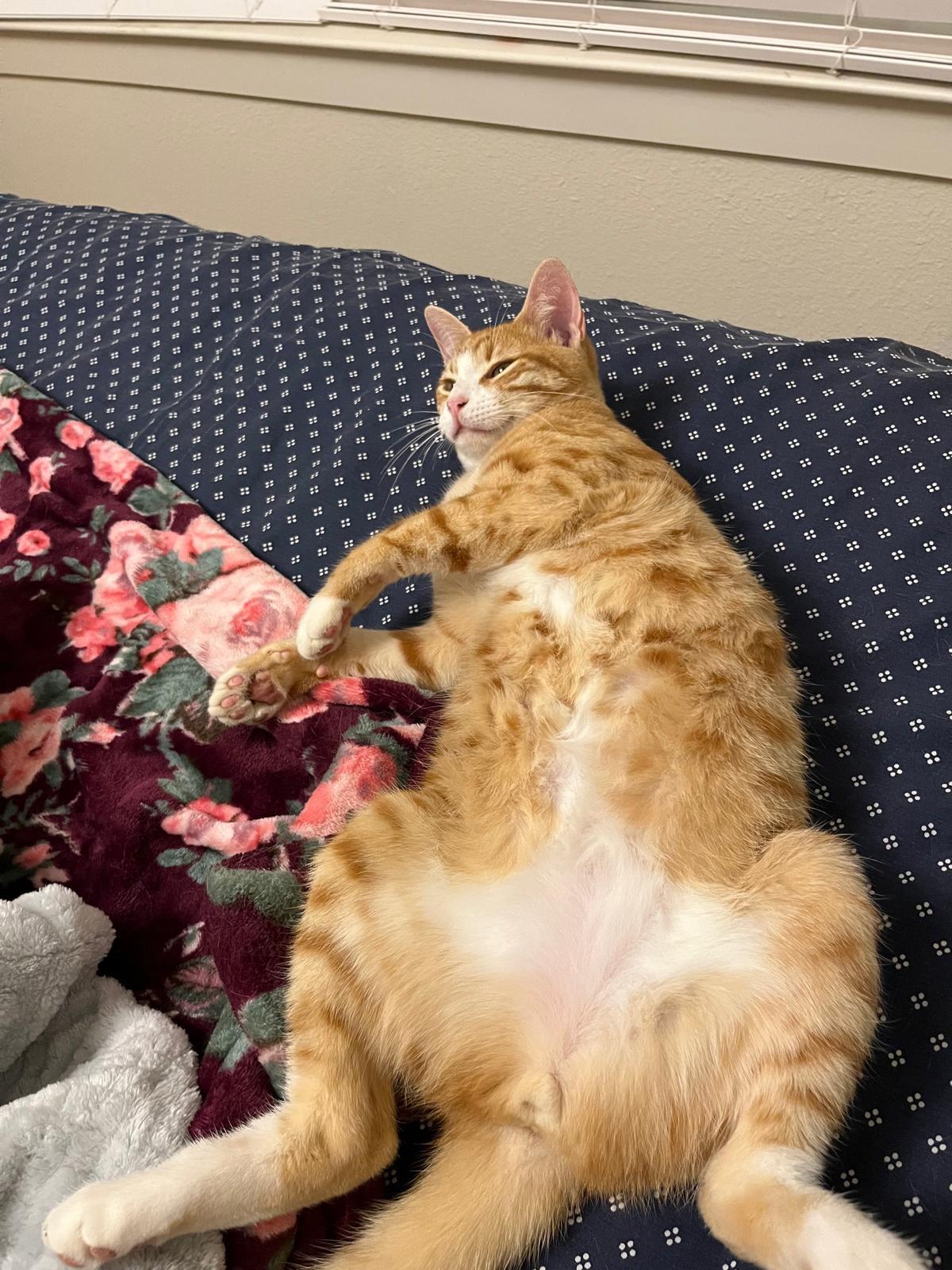 Noodle - North Conroe Petsmart