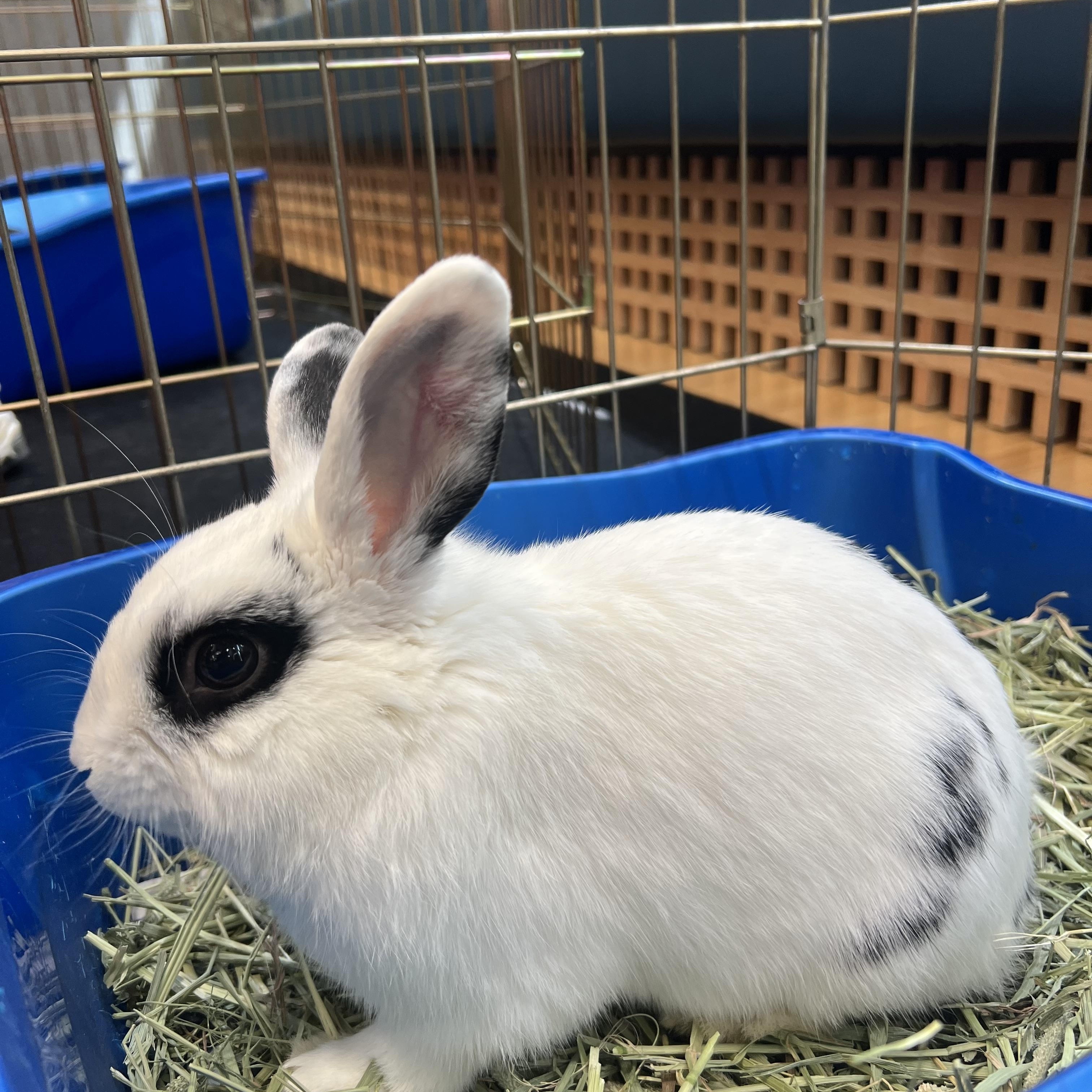 Enlarge DALE, an adopted Bunny Rabbit in Forest Hills, NY image 3/3