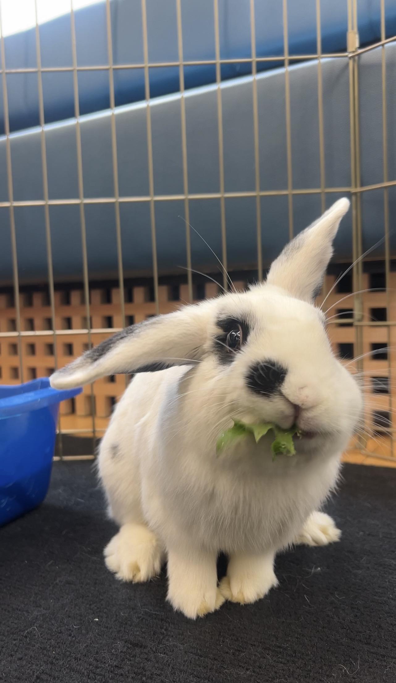 Enlarge DALE, an adopted Bunny Rabbit in Forest Hills, NY image 2/3